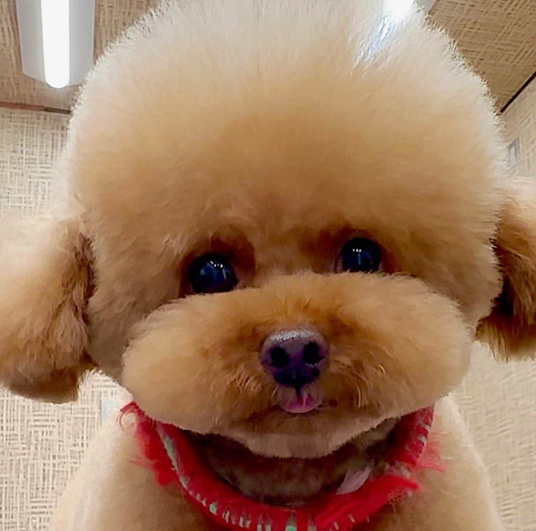 しらす先輩のインスタグラム：「とりあえずペッ👅の写真 1週間前の写真🙏失礼します🙇‍♂️ トリミング中の出来事✂️ うーん、結構な頻度で ちょいペロ👅出るって犬濯屋さんに言われた😅 もはやプレミア感のないちょいペロ🤣 @kentakuya_kawamura  @kentakuya_takeyama  ・ ・ ・  #toypoodlelover #toypoodlered #toypoodlegram #poodlelife #teacuppoodle #トリミング#かわいい犬 #ig_pic #beatifuls #prettydogs #toypoodlesofinstagram #adorable #poodlestagram #inulog #ティーカッププードル#トイプードル大好き #poodlestagram #トイプー#かわいすぎる #プリケツ#instapet #癒しわんこ #toypoodle#poodlelov」
