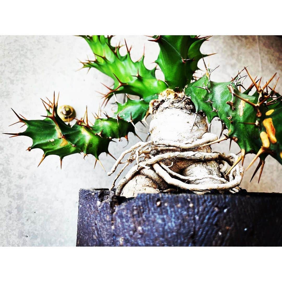 ハザマ陽平さんのインスタグラム写真 - (ハザマ陽平Instagram)「wanted to plant the kindness of that time in this pot #トルチラマ #euphorbia #tortirama #BOTANIZE #SEN #goujin #多肉植物 #サボテン #ハンドメイド #グラキリス #cactus #succulent #plant #plants #caudex #塊根 #植物」7月31日 19時07分 - hazamayohei0703