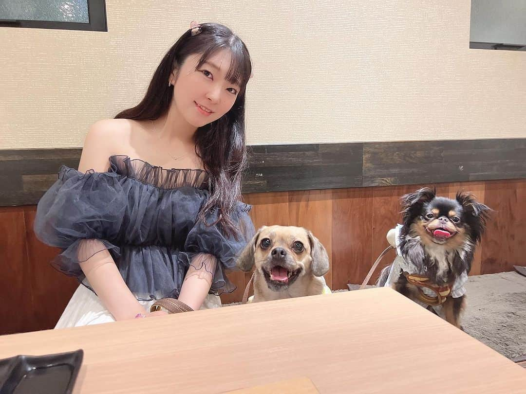 服部彩香のインスタグラム：「愛犬と一緒に焼肉ができる 行徳駅からすぐの焼肉孔明さんに伺ってきました🐶🐶 店内に入ると看板犬のアロちゃんかが お出迎えしてくれました☺️ 無煙ロースターのおかげで洋服にも愛犬にも匂いがつかないのが嬉しい😌 オススメのトトロタンや 豪快ハラミを始めメニューも豊富で どれも美味しく追加でたくさん頼んでしまいました🤤 愛犬用のご飯も用意があり 愛犬と一緒の焼肉も楽しかった🥹 ご馳走様でした♪ . 📍 千葉県市川市行徳駅前2-25-15　 . PR @yakiniku_koumei #行徳グルメ #行徳焼肉 #市川グルメ #ペットと一緒 #ペットok #犬同伴ok #犬と焼肉 #犬連れok」