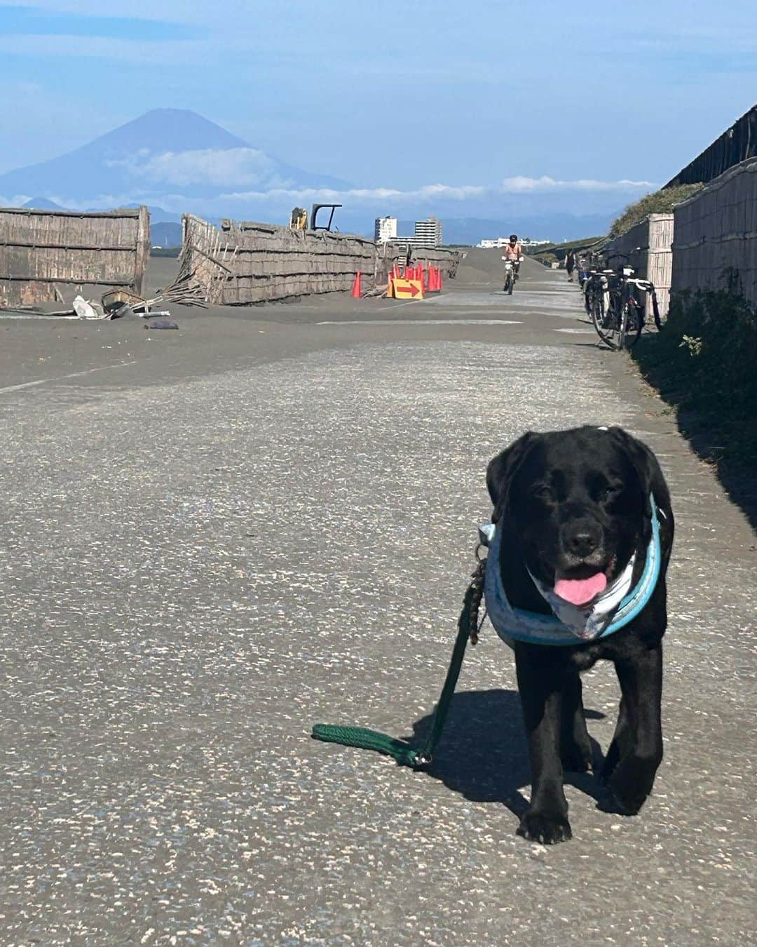 halmeのインスタグラム：「ちょっと出遅れると日陰がなくなっちゃう海 今夏の陽射しは半端ない 地球は大丈夫なのか不安になる😞  マイキーのママに元気に帰ってきたお祝いにスペシャルおやつをもらったよ💞 玉付き同士　すごーく仲良しなの😄  日の暮れるのが早くなりました 暑さ寒さも彼岸まではいつか死後になるんだろうなぁ💦🦗」