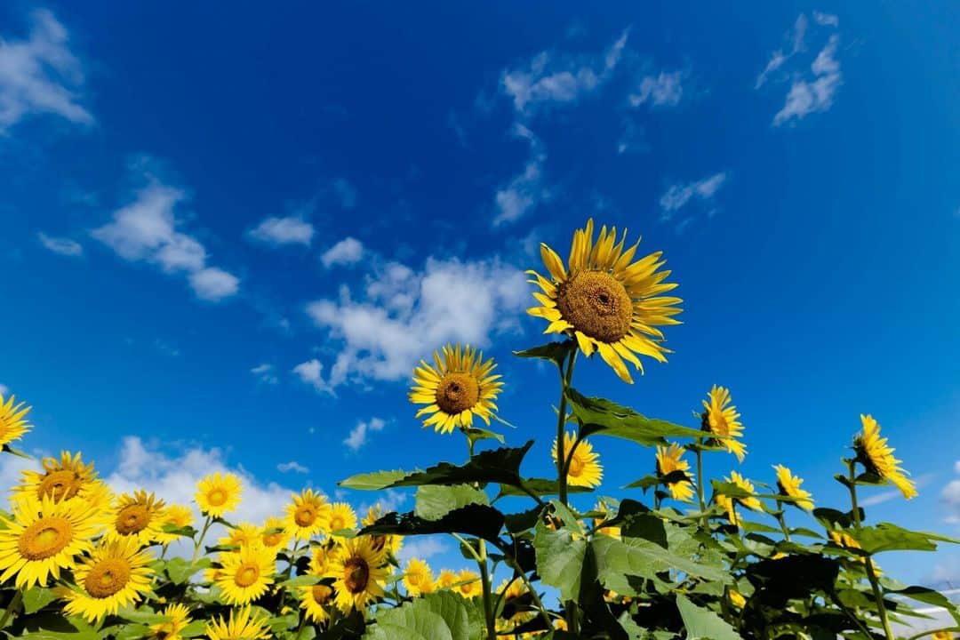 花の写真館のインスタグラム：「Photo by Masao Kanou. . Original Post[投稿いただいたURL] https://www.facebook.com/photo.php?fbid=5069958576435596 . 本アカウントは、 #私の花の写真 をつけてInstagramに投稿された皆さまの花の写真や、「花の写真館」Facebookページで投稿された花の写真を紹介します。 「花の写真館」Facebookページは、「 @floral.photograph 」のプロフィールにあるURLからご覧ください。 . ※各種法令、マナー、関係者の指示に従った撮影をお願いします。 *Please ensure that your photography adheres to all relevant laws, etiquette, and instructions issued by authorized persons. ※本アカウントは東京カメラ部がFacebook、Instagramのサービスを利用して運営しているもので、Meta社・Instagramとは一切関係ありません。 . #花の写真館 #floralphotograph #floralphoto #flower #flowers Follow: @floral.photograph」