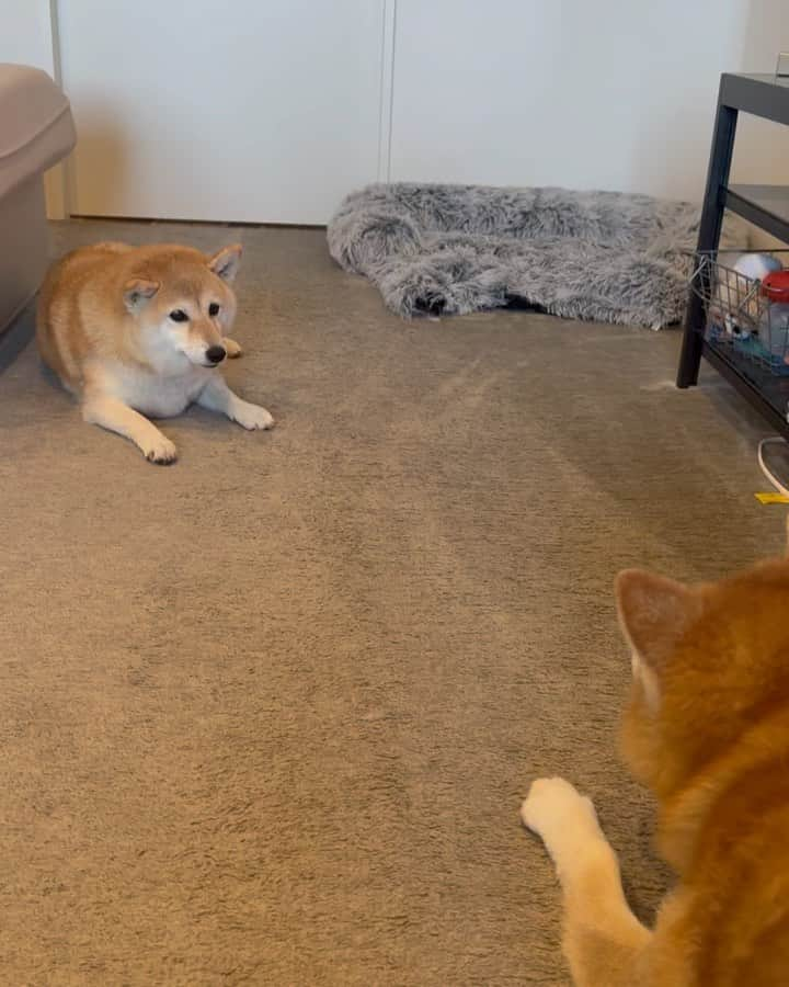 shibainu berryのインスタグラム：「🐻"Let's play！" 🦊"I don't feel like it." ①散歩後テンション⤴︎⤴︎でむくみを誘うおやじ🐻🎶 大体こういう時冷めまくりのむくみ🦊🧊 ②③結局おかんと遊ぶことになるおやじ😓 ④むくみは洗われた足を舐めるのに忙しい😅💦 二人で遊んでくれたらなぁ〜っていつも思う😓 #犬の脾臓腫瘍 #犬の腫瘍摘出手術 #僧帽弁閉鎖不全症 #僧帽弁閉鎖不全症の犬 #僧帽弁閉鎖不全症手術済 #僧帽弁閉鎖不全症克服 #柴犬 #柴 #べりやん #べりむく #多頭飼い #徳島 #berry #shiba #shibainu  #shibainumania #ぷにっと部 #口角キュキュッと部 #チーム俺様 →部員絶賛募集中 #shiba_snap #proudshibas #instagramjapan #ふわもこ部 #pecoいぬ部 #pecotv #9gag @9gag @barked」