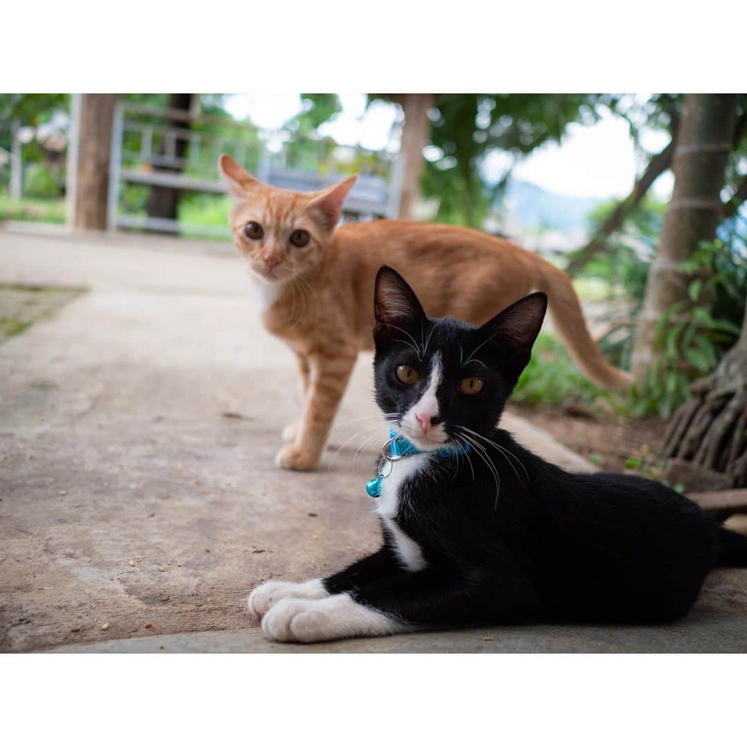 桃生亜希子さんのインスタグラム写真 - (桃生亜希子Instagram)「子猫🐈‍⬛🐈特集。 　みんなメロメロ😍 　　 　　💓👼👽🦄🌈✨」7月31日 11時20分 - pinokosugar