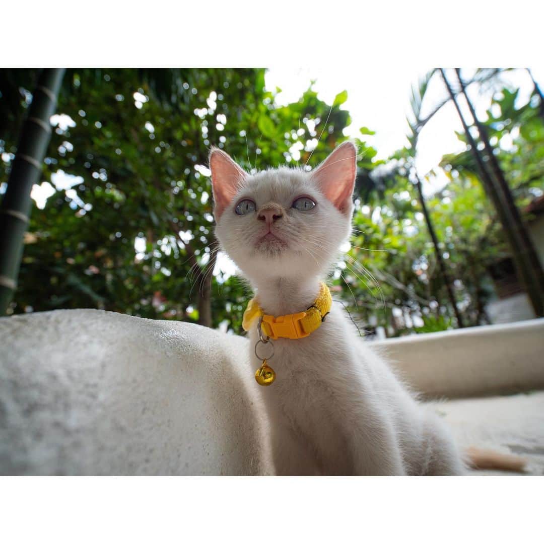 桃生亜希子のインスタグラム：「子猫🐈‍⬛🐈特集。 　みんなメロメロ😍 　　 　　💓👼👽🦄🌈✨」