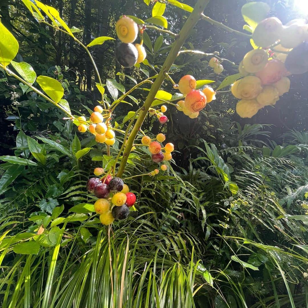 クリス智子さんのインスタグラム写真 - (クリス智子Instagram)「庭のブルーベリーとピーマン。ブルーベリーは、粒ごとに色がまちまちで、かわいい🥰」7月31日 11時29分 - chris_tomoko