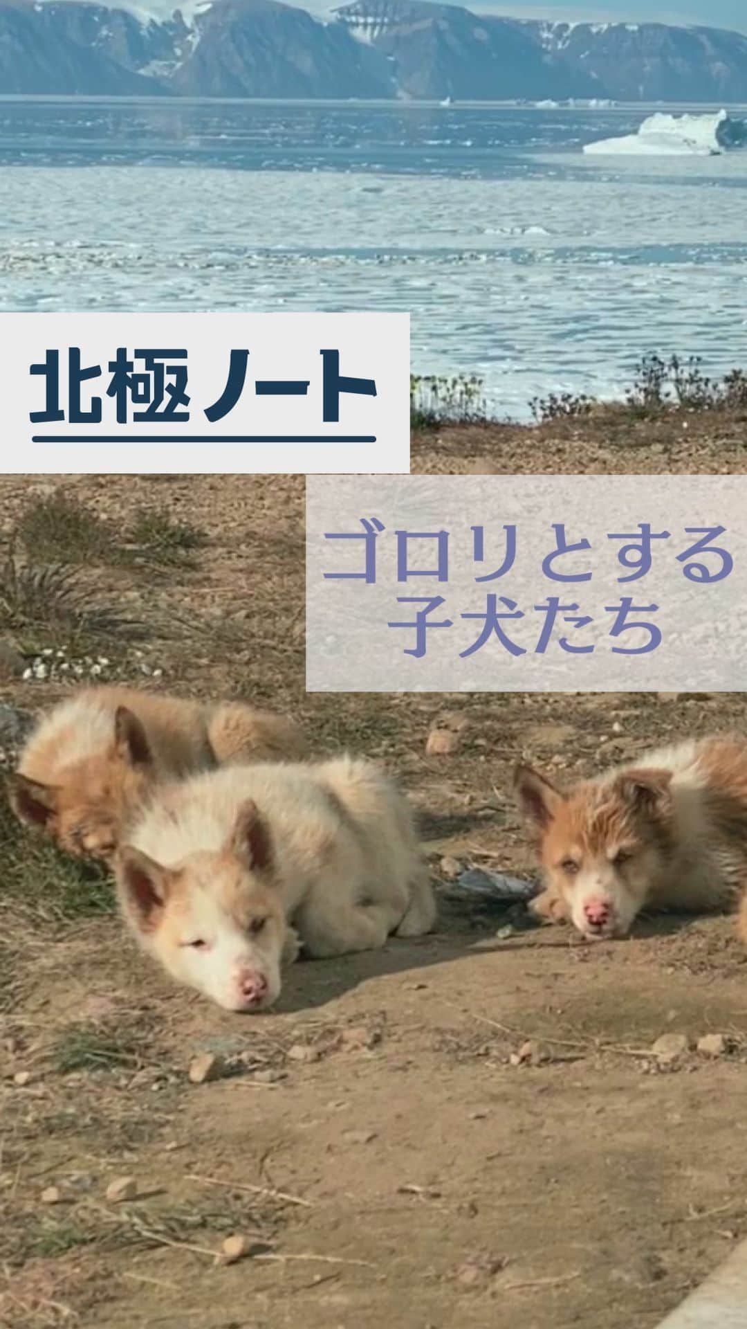 のインスタグラム：「【北極ノート】 また新しい子犬を発見 好奇心と警戒心のせめぎあい？ 近寄っては来るけど触らせてはくれない絶妙な距離感 ただ眠いのかすぐにゴロリとする5匹の子犬たち #松本と屋比久の北極滞在記 #北極ノート #テレ朝news #犬 #dog #子犬 #北極 #自然 #nature」
