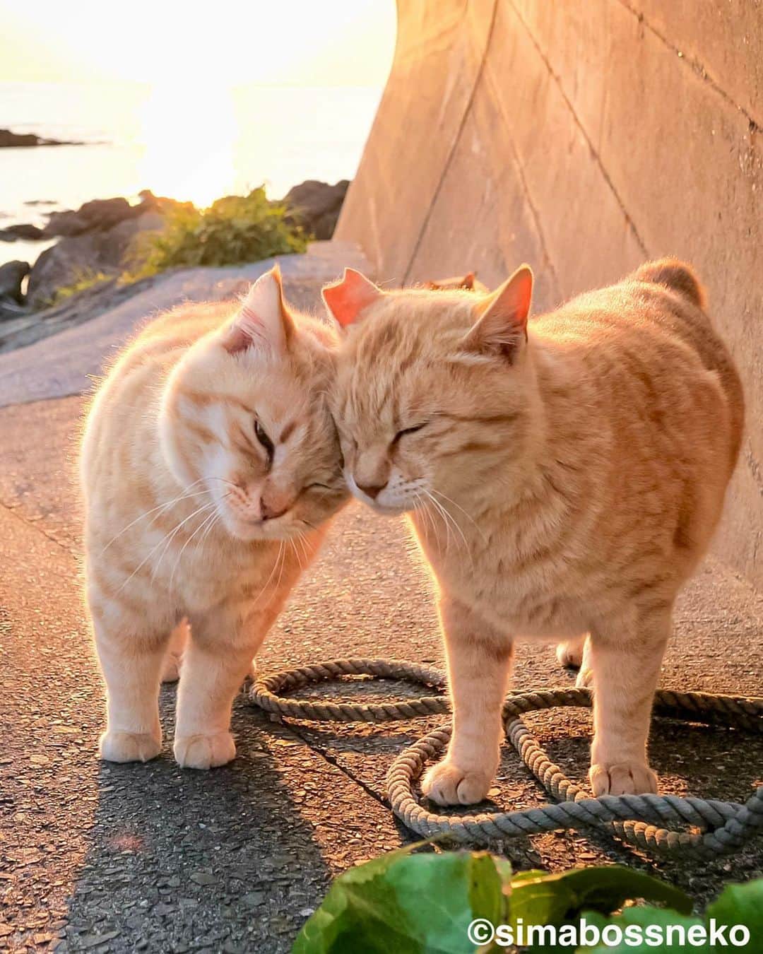 simabossnekoさんのインスタグラム写真 - (simabossnekoInstagram)「・ さち＆島猫週めくりカレンダーセレクション❣️ So lovely & sweet moment ✨ Swipeしてね←←←🐾  （1〜4枚目は さちカレンダー 、5〜8枚目は週めくりカレンダー より抜粋。）  ◎全ての写真は「さちカレンダー2024＆ほっこり島猫 週めくりカレンダー2024」より。 All photos are excerpts from “Island Cat Sachi Weekly calendar 2024 ＆Island Cats Weekly calendar 2024“  9枚目は、ほっこり島猫さち＆週めくりカレンダー2024の動画です。 The 9th is a video of Island Cat Sachi Weekly calendar 2024 ＆Island Cats Weekly Calendar 2024  ・ 〜お知らせ〜 2024年版「さちカレンダー」、「ほっこり島猫 週めくりカレンダー」はminne、メルカリShopsにて好評発売中！  商品説明 ●さちカレンダー2024 愛らしい島猫"さち"の姿をおさめたカレンダー🗓️ ・卓上B6サイズ ・枚数28枚。(両面仕様 計56面) ・初めての週めくりのカレンダーです✨ 価格は税込1,280円。  ●ほっこり島猫 週めくりカレンダー2024 53週、ふくふく仲良し。選りすぐりの島猫たちがいっぱい🙌 ・卓上B6サイズ ・枚数28枚(両面仕様 計56面)の週めくりカレンダーです。 ・六曜・祝日付き 価格は税込1280円。  お得な "さちカレンダー"と"ほっこり島猫カレンダー"とのセットも🐾  ◎販売はminneと、メルカリShops内「simabossneko's shop」にて  各ショップへは、@simabossneko または @p_nyanco22 のプロフィールリンクからご覧いただけます。  🔍メルカリは、アプリ立ち上げ後「simabossneko's shop」で検索してみてください。  👉ストーリーハイライトにも、ショップへのリンク(minne)があります。そちらも是非ご覧ください。  ・ Available now❗️ "Island Cats Weekly Calendar 2024" and "Sachi Weekly Calendar2024"  ● Island Cats Weekly Calendar 2024 53weeks, A lot of selected island cats photos❣️  The desktop B6 size. 28 sheets (56 sides in total with double-sided specifications) It is a weekly calendar.  The price is 1,280 yen including tax.  ● Sachi Weekly Calendar 2024 It is a calendar that shows the lovely island cat "Sachi"💓  The desktop B6 size. 28 sheets. (Double-sided specification 56 sides in total) NEW work! It is a weekly calendar. The price is 1,280 yen including tax.  A great deal🗓️✨ We sell a set of "Sachi Calendar2024" and "Island Cats Weekly Calendar 2024" 🐾  The 2024 calendars are sold at minne "simabossneko's shop“  ●Shop URL https://minne.com/＠simabossneko  🇺🇸🇰🇷🇹🇼 It is possible to purchase and ship from Taiwan, Hong Kong, the USA, Korea, etc.  🇫🇷🇬🇧🇩🇪 It is now possible to ship and purchase the works to Europe!! France, UK, Germany etc.  ※ Shipping fee will be charged separately.  You can reach the shop from the profile link of @simabossneko or @p_nyanco22   And, Story highlights also have a link to the shop. Please take a look there too.  ・ #しまねこ #島猫 #ねこ #にゃんすたぐらむ #猫写真 #cats_of_world #catloversclub #pleasantcats #catstagram #meowed #ig_japan #lumixg9」7月31日 12時01分 - simabossneko
