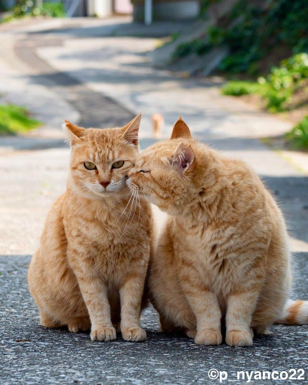 simabossnekoさんのインスタグラム写真 - (simabossnekoInstagram)「・ さち＆島猫週めくりカレンダーセレクション❣️ So lovely & sweet moment ✨ Swipeしてね←←←🐾  （1〜4枚目は さちカレンダー 、5〜8枚目は週めくりカレンダー より抜粋。）  ◎全ての写真は「さちカレンダー2024＆ほっこり島猫 週めくりカレンダー2024」より。 All photos are excerpts from “Island Cat Sachi Weekly calendar 2024 ＆Island Cats Weekly calendar 2024“  9枚目は、ほっこり島猫さち＆週めくりカレンダー2024の動画です。 The 9th is a video of Island Cat Sachi Weekly calendar 2024 ＆Island Cats Weekly Calendar 2024  ・ 〜お知らせ〜 2024年版「さちカレンダー」、「ほっこり島猫 週めくりカレンダー」はminne、メルカリShopsにて好評発売中！  商品説明 ●さちカレンダー2024 愛らしい島猫"さち"の姿をおさめたカレンダー🗓️ ・卓上B6サイズ ・枚数28枚。(両面仕様 計56面) ・初めての週めくりのカレンダーです✨ 価格は税込1,280円。  ●ほっこり島猫 週めくりカレンダー2024 53週、ふくふく仲良し。選りすぐりの島猫たちがいっぱい🙌 ・卓上B6サイズ ・枚数28枚(両面仕様 計56面)の週めくりカレンダーです。 ・六曜・祝日付き 価格は税込1280円。  お得な "さちカレンダー"と"ほっこり島猫カレンダー"とのセットも🐾  ◎販売はminneと、メルカリShops内「simabossneko's shop」にて  各ショップへは、@simabossneko または @p_nyanco22 のプロフィールリンクからご覧いただけます。  🔍メルカリは、アプリ立ち上げ後「simabossneko's shop」で検索してみてください。  👉ストーリーハイライトにも、ショップへのリンク(minne)があります。そちらも是非ご覧ください。  ・ Available now❗️ "Island Cats Weekly Calendar 2024" and "Sachi Weekly Calendar2024"  ● Island Cats Weekly Calendar 2024 53weeks, A lot of selected island cats photos❣️  The desktop B6 size. 28 sheets (56 sides in total with double-sided specifications) It is a weekly calendar.  The price is 1,280 yen including tax.  ● Sachi Weekly Calendar 2024 It is a calendar that shows the lovely island cat "Sachi"💓  The desktop B6 size. 28 sheets. (Double-sided specification 56 sides in total) NEW work! It is a weekly calendar. The price is 1,280 yen including tax.  A great deal🗓️✨ We sell a set of "Sachi Calendar2024" and "Island Cats Weekly Calendar 2024" 🐾  The 2024 calendars are sold at minne "simabossneko's shop“  ●Shop URL https://minne.com/＠simabossneko  🇺🇸🇰🇷🇹🇼 It is possible to purchase and ship from Taiwan, Hong Kong, the USA, Korea, etc.  🇫🇷🇬🇧🇩🇪 It is now possible to ship and purchase the works to Europe!! France, UK, Germany etc.  ※ Shipping fee will be charged separately.  You can reach the shop from the profile link of @simabossneko or @p_nyanco22   And, Story highlights also have a link to the shop. Please take a look there too.  ・ #しまねこ #島猫 #ねこ #にゃんすたぐらむ #猫写真 #cats_of_world #catloversclub #pleasantcats #catstagram #meowed #ig_japan #lumixg9」7月31日 12時01分 - simabossneko