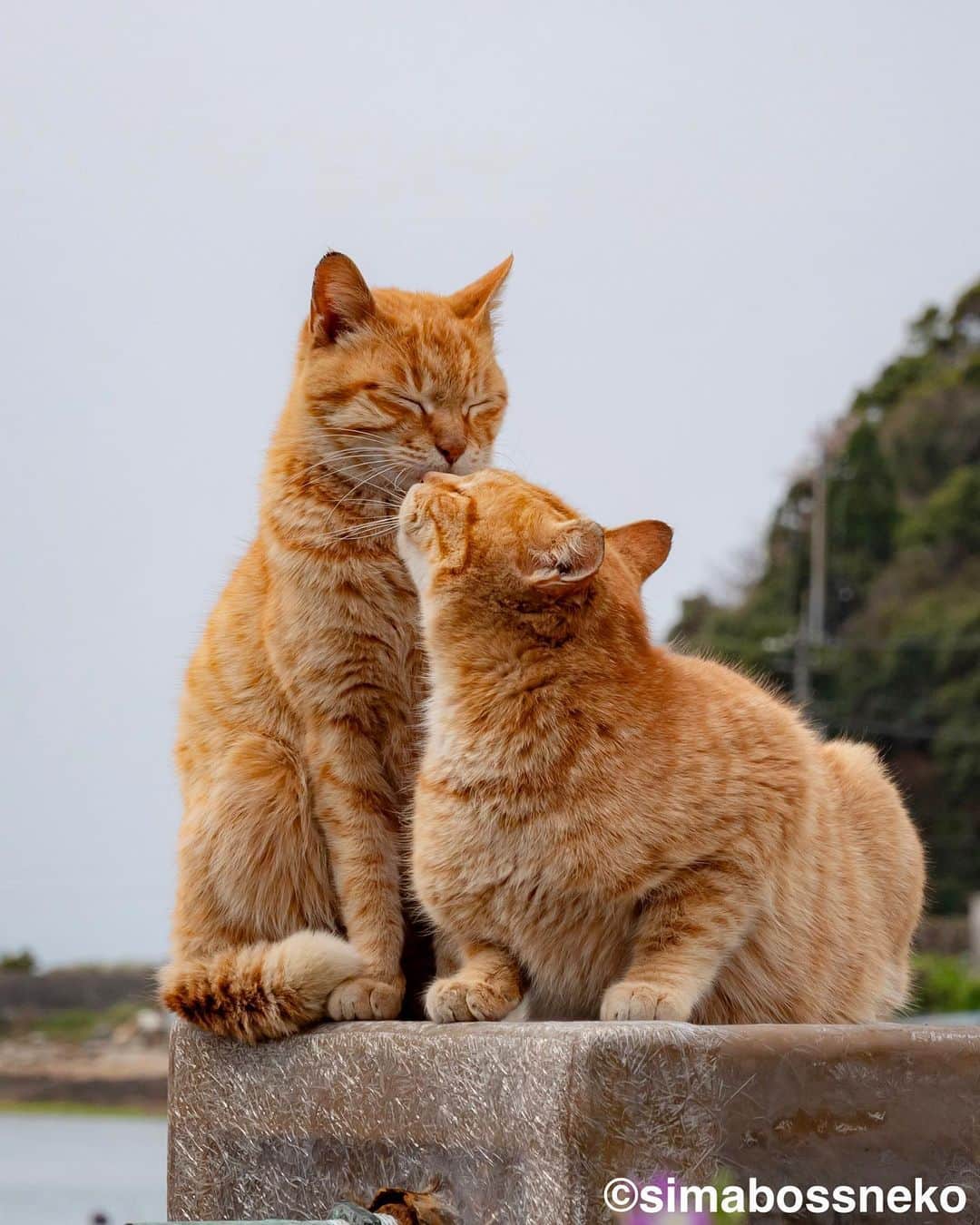simabossnekoさんのインスタグラム写真 - (simabossnekoInstagram)「・ さち＆島猫週めくりカレンダーセレクション❣️ So lovely & sweet moment ✨ Swipeしてね←←←🐾  （1〜4枚目は さちカレンダー 、5〜8枚目は週めくりカレンダー より抜粋。）  ◎全ての写真は「さちカレンダー2024＆ほっこり島猫 週めくりカレンダー2024」より。 All photos are excerpts from “Island Cat Sachi Weekly calendar 2024 ＆Island Cats Weekly calendar 2024“  9枚目は、ほっこり島猫さち＆週めくりカレンダー2024の動画です。 The 9th is a video of Island Cat Sachi Weekly calendar 2024 ＆Island Cats Weekly Calendar 2024  ・ 〜お知らせ〜 2024年版「さちカレンダー」、「ほっこり島猫 週めくりカレンダー」はminne、メルカリShopsにて好評発売中！  商品説明 ●さちカレンダー2024 愛らしい島猫"さち"の姿をおさめたカレンダー🗓️ ・卓上B6サイズ ・枚数28枚。(両面仕様 計56面) ・初めての週めくりのカレンダーです✨ 価格は税込1,280円。  ●ほっこり島猫 週めくりカレンダー2024 53週、ふくふく仲良し。選りすぐりの島猫たちがいっぱい🙌 ・卓上B6サイズ ・枚数28枚(両面仕様 計56面)の週めくりカレンダーです。 ・六曜・祝日付き 価格は税込1280円。  お得な "さちカレンダー"と"ほっこり島猫カレンダー"とのセットも🐾  ◎販売はminneと、メルカリShops内「simabossneko's shop」にて  各ショップへは、@simabossneko または @p_nyanco22 のプロフィールリンクからご覧いただけます。  🔍メルカリは、アプリ立ち上げ後「simabossneko's shop」で検索してみてください。  👉ストーリーハイライトにも、ショップへのリンク(minne)があります。そちらも是非ご覧ください。  ・ Available now❗️ "Island Cats Weekly Calendar 2024" and "Sachi Weekly Calendar2024"  ● Island Cats Weekly Calendar 2024 53weeks, A lot of selected island cats photos❣️  The desktop B6 size. 28 sheets (56 sides in total with double-sided specifications) It is a weekly calendar.  The price is 1,280 yen including tax.  ● Sachi Weekly Calendar 2024 It is a calendar that shows the lovely island cat "Sachi"💓  The desktop B6 size. 28 sheets. (Double-sided specification 56 sides in total) NEW work! It is a weekly calendar. The price is 1,280 yen including tax.  A great deal🗓️✨ We sell a set of "Sachi Calendar2024" and "Island Cats Weekly Calendar 2024" 🐾  The 2024 calendars are sold at minne "simabossneko's shop“  ●Shop URL https://minne.com/＠simabossneko  🇺🇸🇰🇷🇹🇼 It is possible to purchase and ship from Taiwan, Hong Kong, the USA, Korea, etc.  🇫🇷🇬🇧🇩🇪 It is now possible to ship and purchase the works to Europe!! France, UK, Germany etc.  ※ Shipping fee will be charged separately.  You can reach the shop from the profile link of @simabossneko or @p_nyanco22   And, Story highlights also have a link to the shop. Please take a look there too.  ・ #しまねこ #島猫 #ねこ #にゃんすたぐらむ #猫写真 #cats_of_world #catloversclub #pleasantcats #catstagram #meowed #ig_japan #lumixg9」7月31日 12時01分 - simabossneko