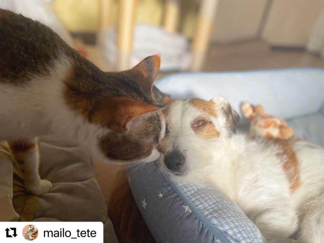 【公式】いぬのきもち・ねこのきもちのインスタグラム：「#Repost @mailo_tete さんのまいろちゃん🐕とててちゃん🐈  おはようの挨拶☀️  ててちゃんに起こしてもらって 甘えん坊したくなっちゃう まいろちゃんかな💕  ハッシュタグ #いぬのきもち #ねこのきもち に投稿いただいた可愛い写真をご紹介しています！ 「いぬのきもちWEB　MAGAZINE」、「ねこのきもちWEB MAGAZINE」でもご紹介させていただくことも！  -------------------  .  #ねこ #猫  #ねこすたぐらむ #ねこのきもち #ねこ好き #ねこと暮らす #ねこ好きさんと繋がりたい #猫好きな人と繋がりたい #猫がいる生活 #猫と暮らす#猫好き #cat #catstagram #catsofinstagram #cats_of_instagram  #いぬ #いぬすたぐらむ #いぬのいる暮らし #いぬのきもち #いぬ好き #犬 #犬好きさんと繋がりたい #犬のいる生活 #犬と暮らす #犬好き #dog #dogsofinstagram #dogstagram  #ジャックラッセルテリア」