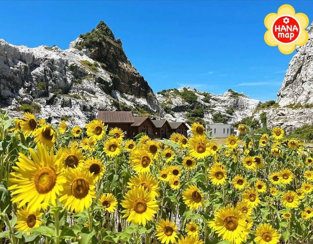 はなまっぷ❁日本の花風景のインスタグラム