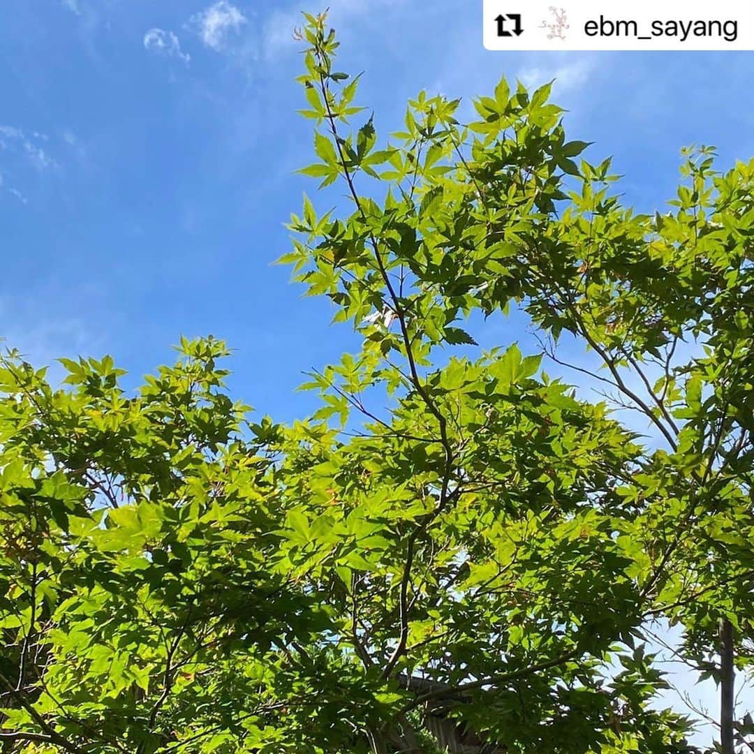 堤信子のインスタグラム：「#Repost @ebm_sayang with @use.repost ・・・ こんばんは🌙  今週もフリーアナウンサー堤信子さん @nobnob1111 のミニエッセイ「あなたの心地良さを作る習慣」をお届けします✨  習慣95. 蝉の声でマインドフルネス  実家福岡で迎える朝は、庭の蝉たちの大合唱で目覚めます。 ミンミンゼミ、アブラゼミのボリュームはなかなかのものですが、不思議と耳障りではありません。  ただ、蝉の声に耳を澄ます、、、、鳴き始めたり鳴きやんだり、１小節ずつ遅れて鳴き声が増すクレッシェンドだったり、次第に小さくなるデクレッシェンドだったり、めくるめく蝉のオーケストラ演奏に、心のモヤモヤが消えていくのを感じます。  気がつくと、小学校時代の夏休みにタイムトリップ、楽しかった夏の思い出に心が満たされ、なんとも穏やかで良い気持ちになった私、蝉の声がマインドフルネスに効果的とは、意外な発見でした。  蝉の声、風鈴、さざ波、サイダーのシュワシュワ、グラスの氷の音、などなど、子供の頃から変わらない夏の音を楽しみましょう。  心の平安を得るために、身近な夏の音を意識してみませんか。  #ebm #ebmさやん #イービーエム #さやん #堤信子 #feelincafe #エッセイ #あなたの心地良さを作る習慣 #蝉の声でマインドフルネス #蝉の声 #夏の風物詩 #週末の過ごし方 #タイムトリップ #マインドフルネス #夏の音」