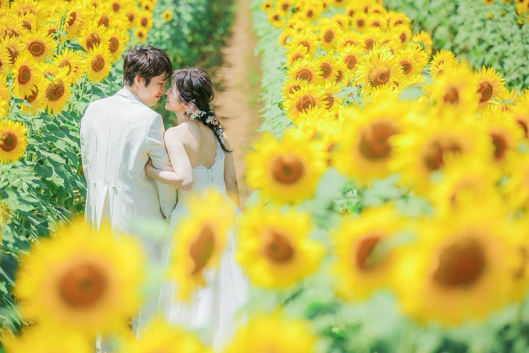 スタジオアクア富士店 のインスタグラム：「洋装富士周遊ロケーション ひまわり畑🌻満開！ 元気いっぱいのひまわりに囲まれてとても楽しい撮影でした。  壮大なお花畑は秋まで色々なお花が咲き誇ります♡  湖畔近くなので夏も涼しめなのも嬉しいですね✨  🗻お問い合わせはHPよりお待ちしております。  @studioaqua.fuji  @d_weddingphoto_jp   #スタジオアクア富士店  #スタジオアクア #スタジオアクア浅草店  #富士山ロケーション #山中湖花の都公園  #山中湖 #花の都公園  #ひまわり畑  #weddingdress  #weddingphotography  #d_weddingphoto  #撮る結婚式  #山梨県」