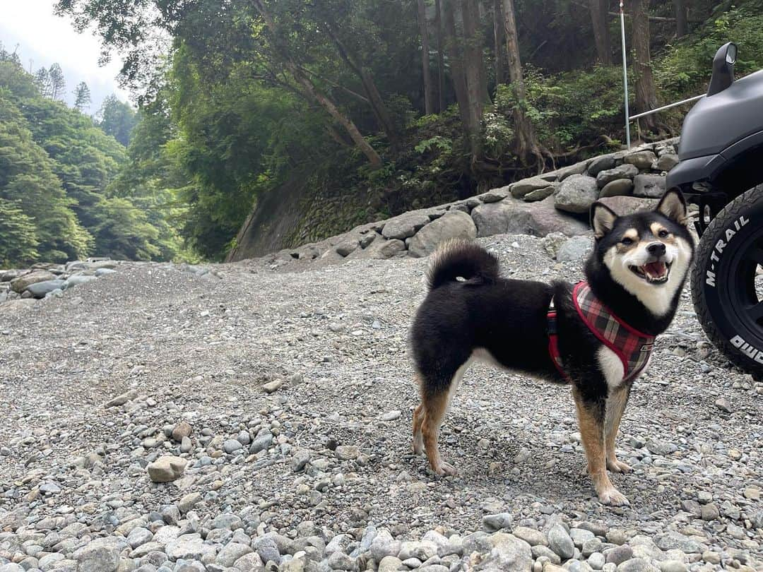 山口大地さんのインスタグラム写真 - (山口大地Instagram)「1年ぶりにYouTubeアップしました お時間ある際是非ご覧になってください  道志川【バカンス村】にて黒柴とキャンプしてきました  スーリーにリンク貼ります  #黒柴 #キャンプ #道志川 #バカンス村」7月31日 14時38分 - yamaguchidaichi_official