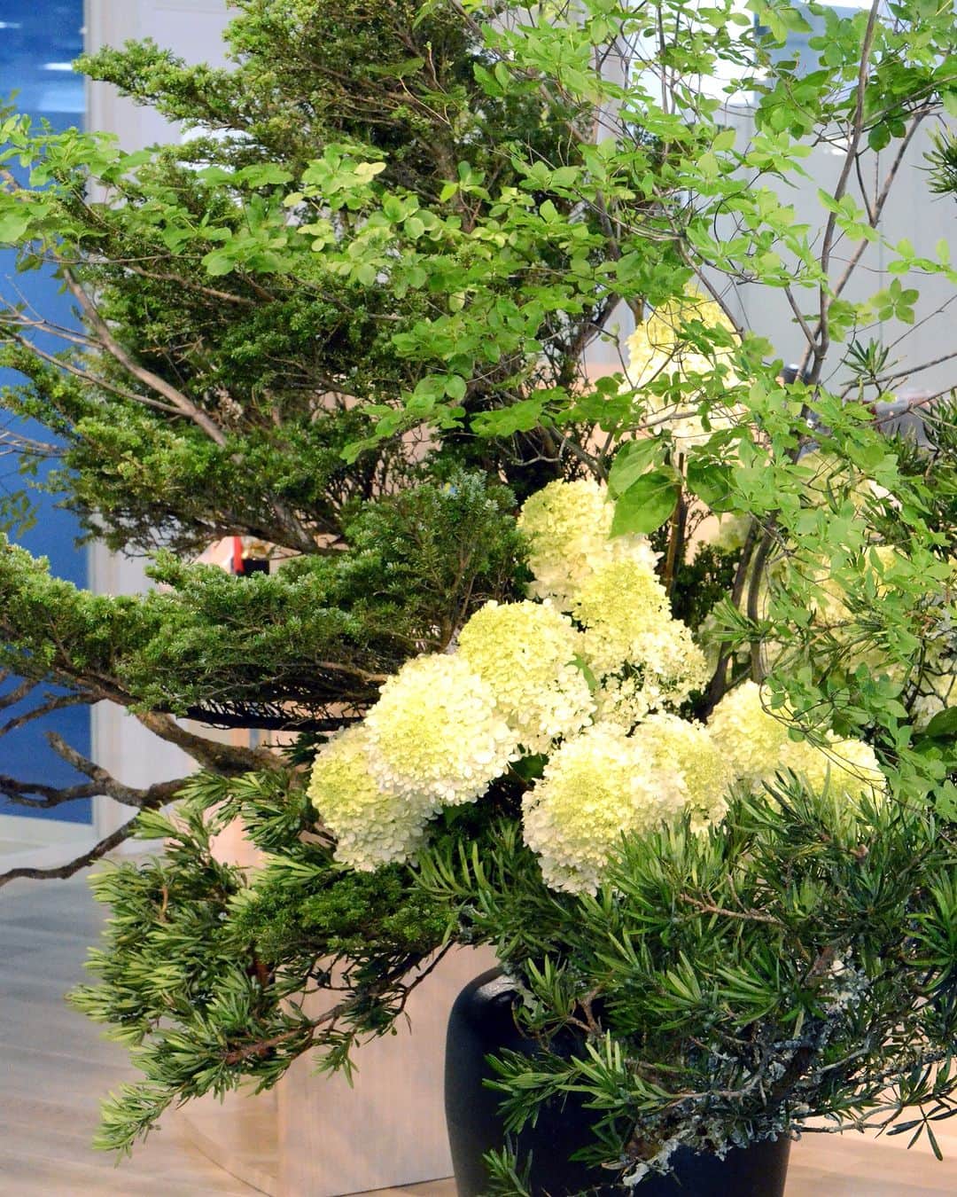AOYAMA_HANAMOさんのインスタグラム写真 - (AOYAMA_HANAMOInstagram)「装花のご紹介（真夏の装花-2） ・ オフィスエントランスに活けた和風の装花。槙（マキ）やドウダンツツジなど爽やかな枝ものを組み合わせ、中央に据えた淡いグリーンのピラミッドアジサイが涼を感じさせます。 ・ 活け込みは花材の良さで8割、活け手の能力が2割と言われますが、この時は枝ぶりの良いマキやハイビャクシンを偶然入手することができたので、とても躍動感のある構図が作れたと思います。 - - - #aoyamahanamo #青山花茂 #表参道の花屋 #お花のある生活 #花が好きな人と繋がりたい #花を飾ろう #花のある暮らし #花のあるくらし #花のある日常 #槙 #マキ #ドウダンツツジ #ハイビャクシン #紫陽花 #アジサイ #ピラミッドアジサイ #セイヨウノリウツギ #枝物 #装花 #活け込み #青山花茂活け込み #オフィス装花 #エントランス装花 #フラワーディスプレイ #和モダン #季節の装花 #夏の装花 #インテリアフラワー」7月31日 15時00分 - aoyama_hanamo