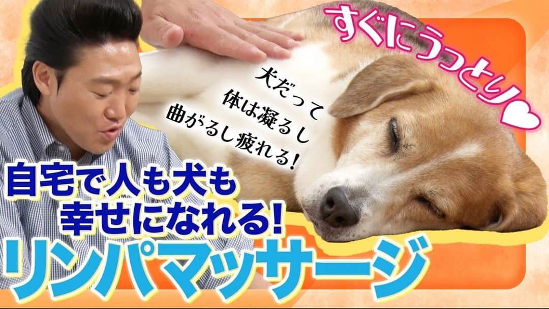 みやぞんさんのインスタグラム写真 - (みやぞんInstagram)「【本日配信🐶】  #みやぞん ＆ラブと #ドギーマン の YouTubeコラボ第3弾！🐾  今週は自宅でもできるリンパマッサージをご紹介✨ インストラクターの #飯村香織 さんをお招きして、ラブがマッサージを体験💕  皆さんもぜひ一緒にお試しください☺ youtu.be/QhvnO6Kbapg」7月31日 15時06分 - anzenmiyazon