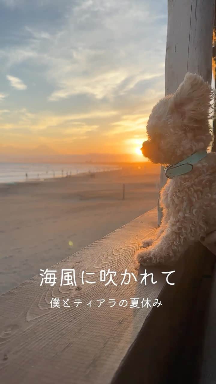 稲垣雅彦のインスタグラム：「僕とティアラの夏休み  海風に吹かれて  #ティーカッププードル  #海 #湘南  #instagood #instadog #sunset #dog #海の家 #夏休み」