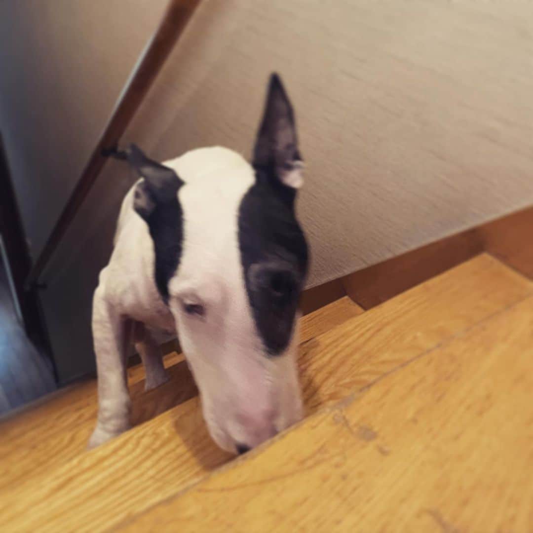 Q太郎さんのインスタグラム写真 - (Q太郎Instagram)「#minituru#bull#terrier#minibullterrier#miniturubullterrier#dog#dogstagram#cute#qtaro#love#family#ミニチュア#ブルテリア#ミニチュアブルテリア#Q太郎」7月31日 15時51分 - qtaro.jun