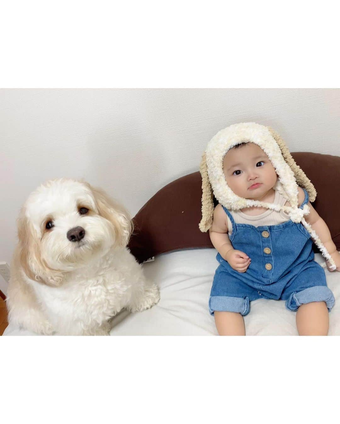 宮原幸恵さんのインスタグラム写真 - (宮原幸恵Instagram)「あんちゃん帽🐶👒  フォロワーさんがくれた あんちゃんになれる手作りの帽子🧡  可愛すぎて悶絶😭💘！！！！  あんちゃんの毛色に合わせたり あんちゃんとペアルックに見える 服やアイテムを買いがちなママとしては とーっても嬉しいプレゼント😍  かわいーーーーっ🤣🤳👶🏻 って騒ぎながら写真とってたら ご本人登場🐶笑  そのままツーショット撮らせてくれて もうママはキュン死です😇🫰❤️  冬にはこの帽子と 白のモコモコのお洋服着て またツーショットとりたいな👶🏻🐶  びょ〜ん。てしないで かぶってくれますよーに🤣🙏  #モチモチとモフモフ」7月31日 16時42分 - yu.ki.0117