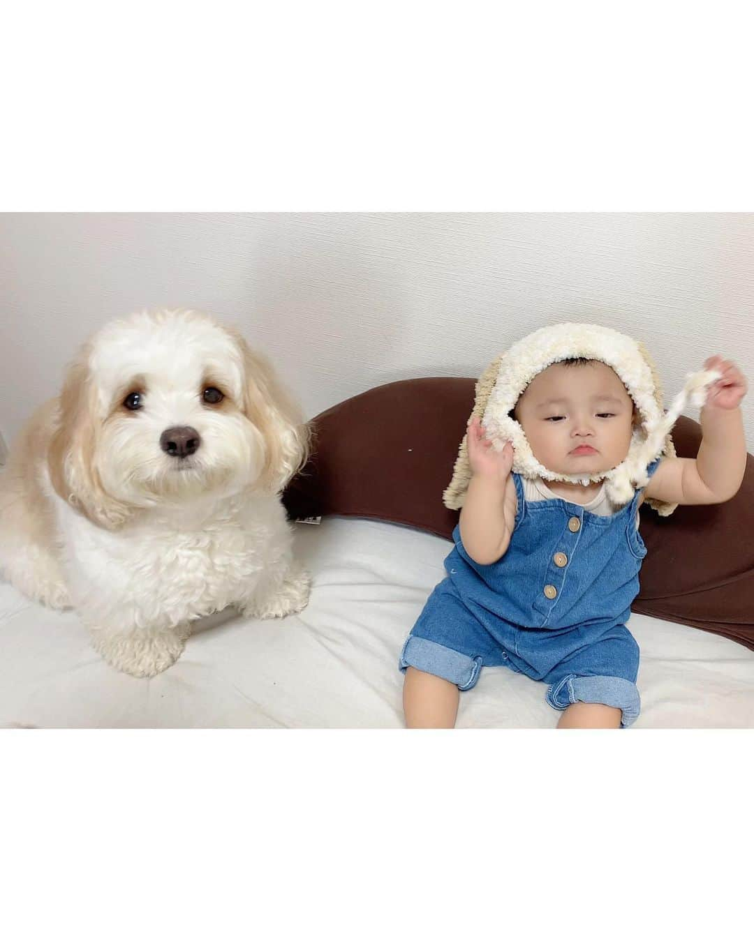 宮原幸恵さんのインスタグラム写真 - (宮原幸恵Instagram)「あんちゃん帽🐶👒  フォロワーさんがくれた あんちゃんになれる手作りの帽子🧡  可愛すぎて悶絶😭💘！！！！  あんちゃんの毛色に合わせたり あんちゃんとペアルックに見える 服やアイテムを買いがちなママとしては とーっても嬉しいプレゼント😍  かわいーーーーっ🤣🤳👶🏻 って騒ぎながら写真とってたら ご本人登場🐶笑  そのままツーショット撮らせてくれて もうママはキュン死です😇🫰❤️  冬にはこの帽子と 白のモコモコのお洋服着て またツーショットとりたいな👶🏻🐶  びょ〜ん。てしないで かぶってくれますよーに🤣🙏  #モチモチとモフモフ」7月31日 16時42分 - yu.ki.0117