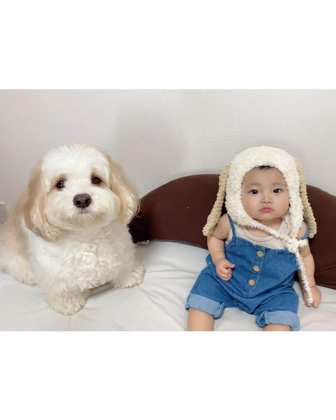 宮原幸恵さんのインスタグラム写真 - (宮原幸恵Instagram)「あんちゃん帽🐶👒  フォロワーさんがくれた あんちゃんになれる手作りの帽子🧡  可愛すぎて悶絶😭💘！！！！  あんちゃんの毛色に合わせたり あんちゃんとペアルックに見える 服やアイテムを買いがちなママとしては とーっても嬉しいプレゼント😍  かわいーーーーっ🤣🤳👶🏻 って騒ぎながら写真とってたら ご本人登場🐶笑  そのままツーショット撮らせてくれて もうママはキュン死です😇🫰❤️  冬にはこの帽子と 白のモコモコのお洋服着て またツーショットとりたいな👶🏻🐶  びょ〜ん。てしないで かぶってくれますよーに🤣🙏  #モチモチとモフモフ」7月31日 16時42分 - yu.ki.0117