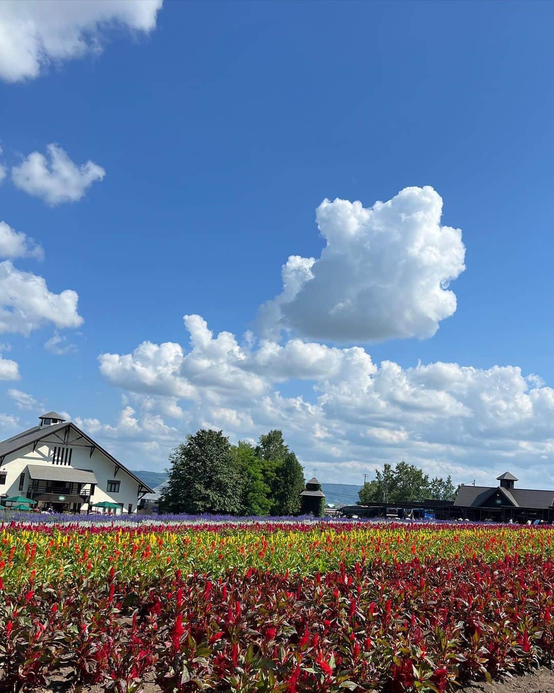 ちとせよしのさんのインスタグラム写真 - (ちとせよしのInstagram)「2泊3日の北海道旅行✈️ スタートはすすきのから\( ˆoˆ )/ たくさん運転しました🚗 ³₃  北海道堪能できたなぁ～✌🏻 今日から少しずつ載せていきます☺︎︎  #北海道旅行 #すすきの #旭山動物園 #芦別 #富良野」7月31日 18時05分 - chitose_yoshino