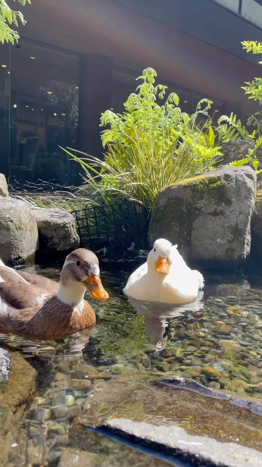 【公式】箱根湯本温泉 天成園のインスタグラム