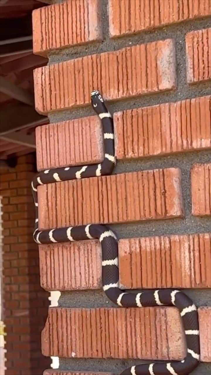 StreetArtGlobeのインスタグラム：「Real life Tetris 🐍 👾  With albertocobca/TikTok」