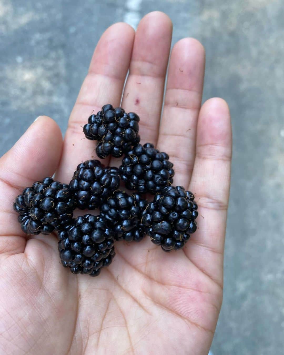 福原美穂のインスタグラム：「散歩中、ブラックベリーがなってて取って食べる 甘い でも棘がすごくて何箇所か手に棘が刺さる  ハイキングトレールがたくさんあって、すぐにハイキングができる場所で溢れている  森ばかりかとおといきや、湖や太平洋に出くわす  島だけどなんか色々ある」