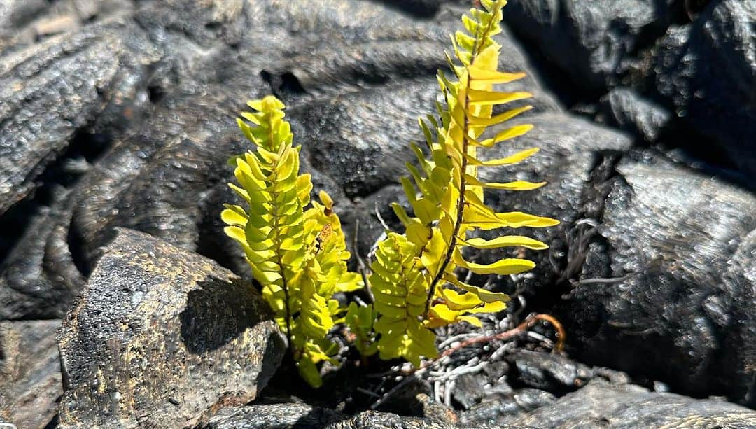 新保友映さんのインスタグラム写真 - (新保友映Instagram)「ハワイ島のキラウエア火山🌋 ここ数年少し落ち着いていますが、もちろん今でも活動しています🔥 2018年の火山活動などは日本でもニュースで報じられていたので記憶にある方もいらっしゃると思います。その時、溶岩流が海に流れ冷えた部分が固まりハワイ島の面積が拡大しました。  中学生の時、この溶岩の上を歩いたことが私にとってすごく印象深くて、今回、息子をどうしても連れて行きたかったのです。  見て、歩いて、空気を吸って、溶岩の熱を感じて、海の青さを感じて。自然の偉大さ、地球、宇宙の偉大さ不思議さ…✨、改めて私も心が震えました。  行ってよかった！！！ ハワイに行くことがあったら日帰りで良いので、ハワイ島おすすめします！  #hawaii #hawaiiisland  #volcano #bigisland  #hawaiitravel  #hawaiilove  #hawaiistagram  #hawaiitrip  #ハワイ #オアフ #オアフ島 #ハワイ島 #ビッグアイランド #火山 #キラウエア火山  #ハワイ旅行  #夏休み #子どもとお出かけ」7月31日 20時11分 - tomoemoe0520