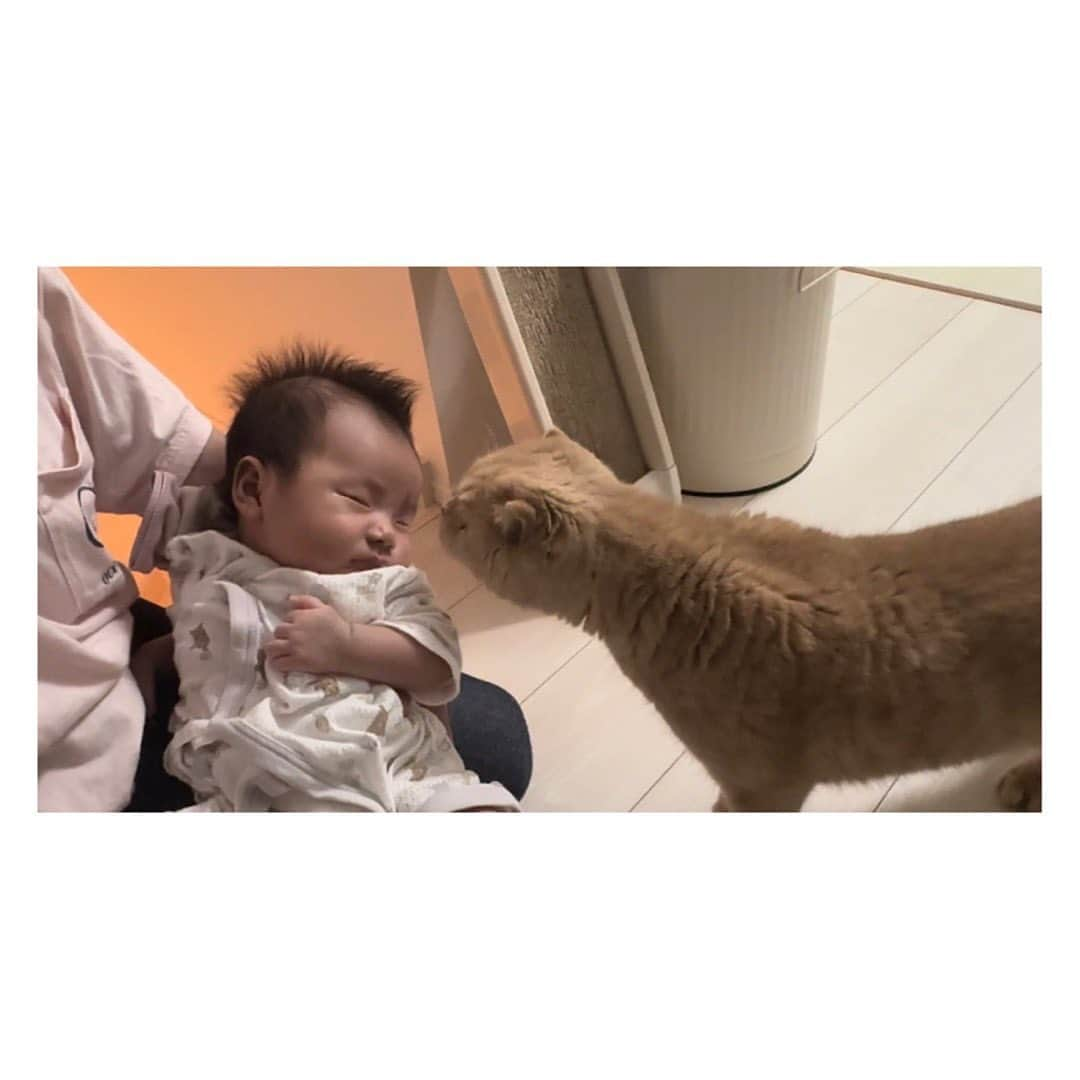 相馬有紀実のインスタグラム：「いっちゃん👶ともっちゃん😽の初対面✨  どうか仲良しこよしになってくれますように🥰💗  #子育てママ #子育て奮闘中 #actor #actress #俳優母ちゃん #愛しい #育児あるある #初新幹線  #新人ママ #女優 #産後1ヶ月 #いっちゃん物語 #子育て日記 #子育てエピソード #赤ちゃんと猫のいる生活 #初対面 #ドキドキの瞬間 #仲良くしてね #スコティッシュ #cat #sctishfold」