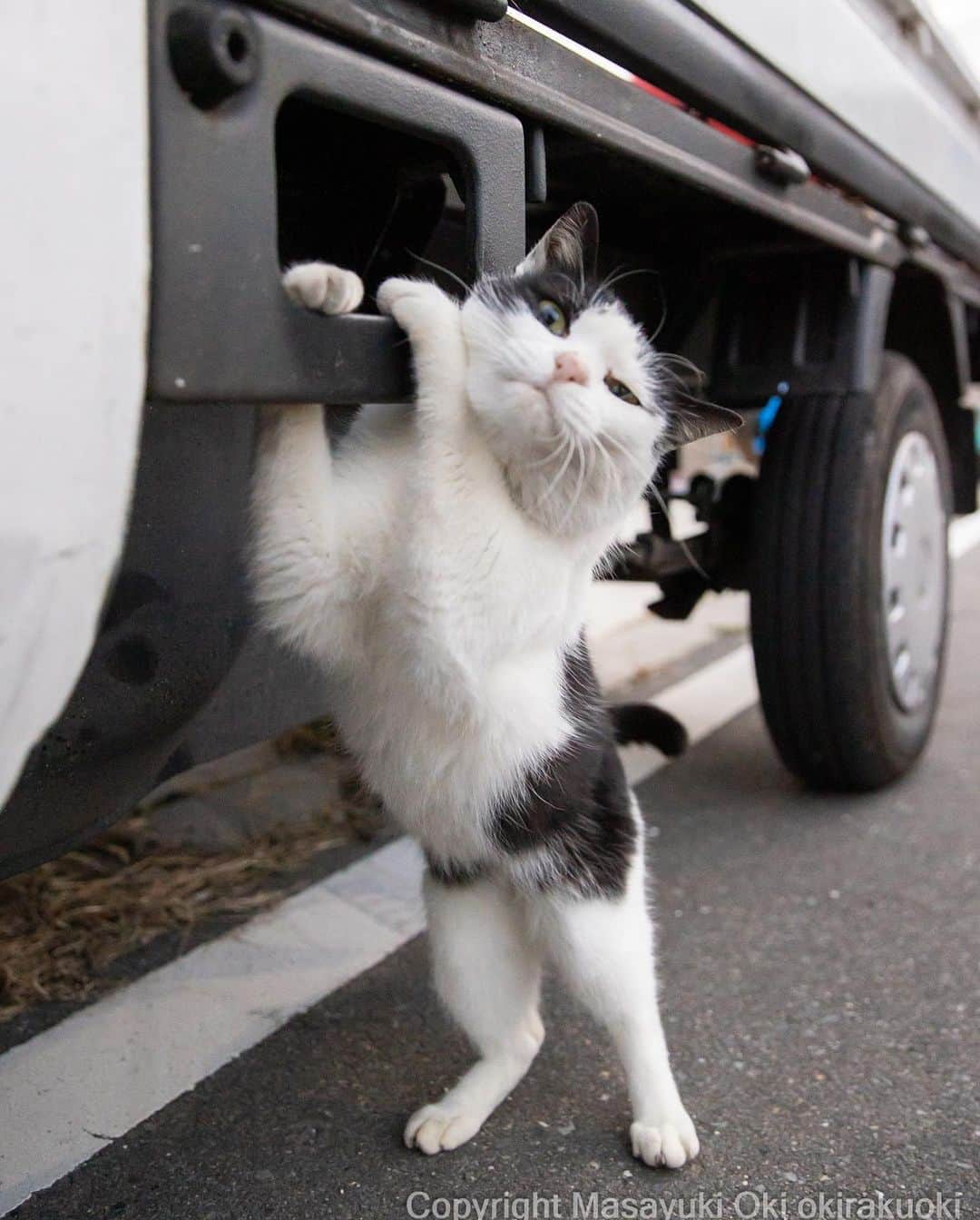 Masayukiのインスタグラム：「【日常にゃ飯事パネル展 in クレド岡山】  猫写真家 沖昌之 による写真集「日常にゃ飯事」のパネル展。 ほっこりして癒される猫たちの華麗？なる日常写真に、撮影時、沖さんが感じた思いが入ったコメント入りです。  【会期】 2023年8月3日（木）～9月3日（日） 【会場】 クレド岡山3F 特設会場 ※入場無料  ★期間中、紀伊國屋書店クレド岡山店にて沖昌之さんの書籍含む税込2,000円以上のお買上げで“笑い猫缶バッチ”プレゼント！ ※なくなり次第終了 ※お一人様1ヶまで  ワークショップ[1]　ネコのお面づくり 紙製のネコのお面にマジックで自由に絵付けをして完成させます。  【日時】 2023年8月19日（土） [1]10：30～12：00 [2]13：30～15：00 【所要時間】 約15分 ※当日受付、定員になり次第終了 【参加費】 200円 【会場】 3F特設会場 ※クレドパーキング割引サービス対象外  ワークショップ[2]　ネコの指輪orキーホルダーづくり お好きなネコ型のプラバンに色鉛筆やマジックで色をぬり仕上げます。  【日時】 2023年8月27日（日） [1]10：30～12：00 [2]13：30～15：00 【所要時間】 約30分 ※当日受付、定員になり次第終了 【参加費】 200円 【会場】 3F特設会場 ※クレドパーキング割引サービス対象外  場所 クレド岡山 岡山市北区中山下1-8-45 営業時間  10:00～20:00  #cat #ねこ #猫 #クレド岡山」