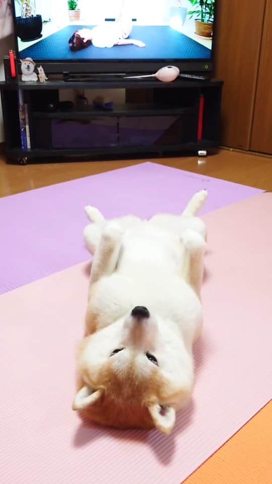 ちゃみのインスタグラム：「体操してみちゃったコ😂 のび〜〜！！笑  #ヨガ#ストレッチ#柴犬#しばいぬ#犬#癒し#愛犬#shiba#shibainu#dog#yoga」