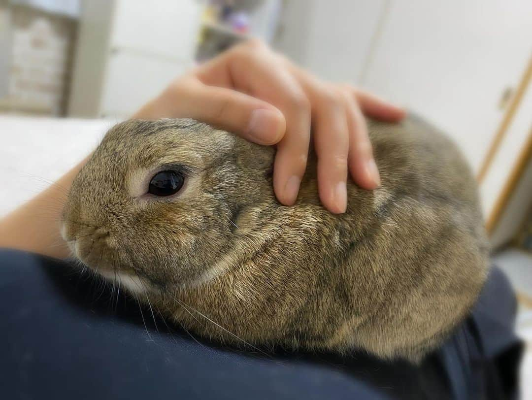 ラン?のインスタグラム：「最近、ちょっと甘えて来るようになったコナンくん🥰 ママんのお腹の上でなでなで♡♡とろけた〜( ◜ω◝ )💕 昨夜のことですが、 私が寝ようとすると、ベッドに乗ってきて、「もう寝るのか？」と( ˙꒳​˙ )σ゛ﾂﾝﾂﾝしてきて、、、(3、4枚目) その後、ベッドの下で監視されてました😂 そして、コナンくんもごろん☺️ (5、6、7枚目) 可愛い"(∩>ω<∩)"❤ ☆ #うさぎの #うさぎ #うさぎのいる暮らし #rabbit #ネザーランドドワーフ #ふわもこ部 #もふもふ部 #netherlanddwarf #kawaii #かわいい #うさぎ部  2023.07.31」