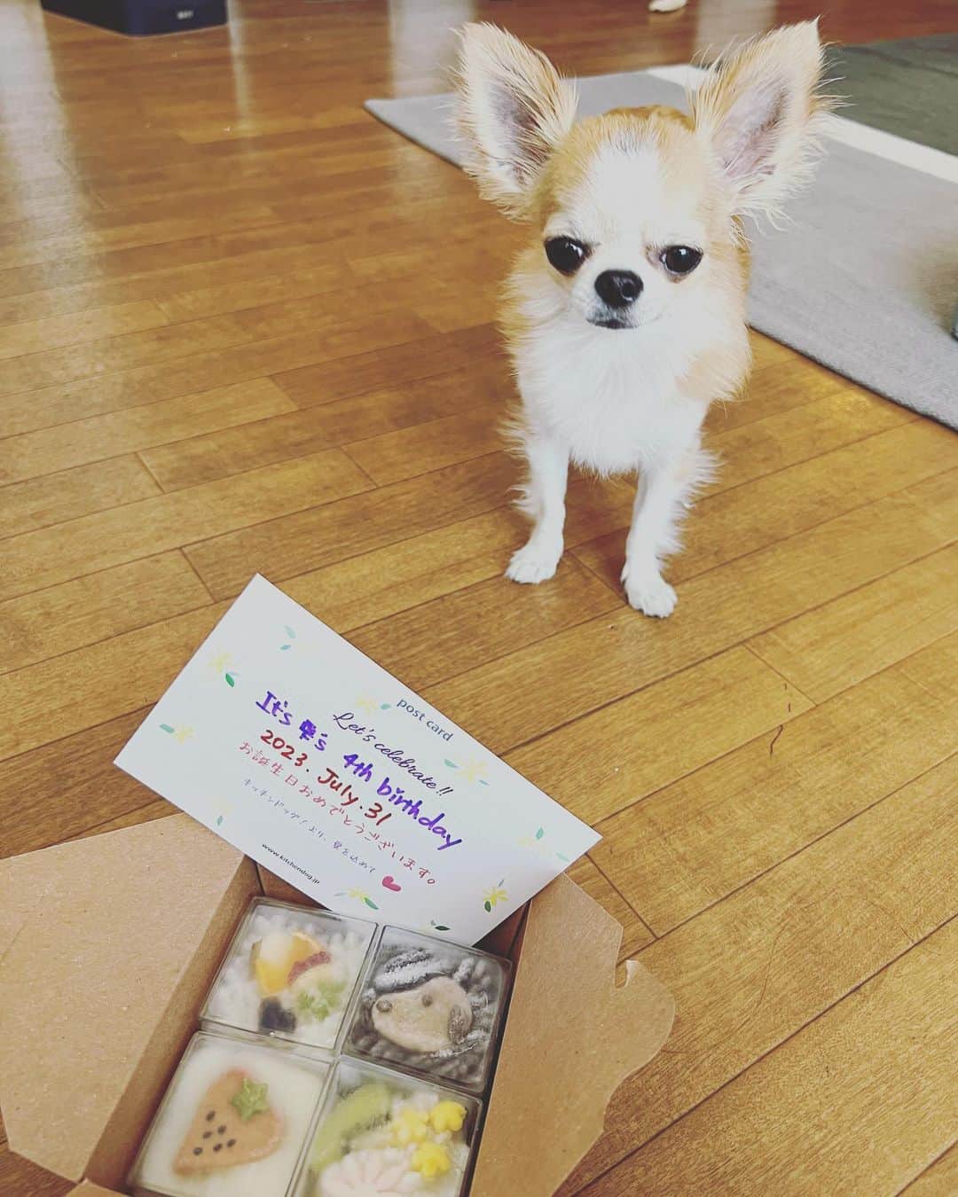 朝岡実嶺のインスタグラム：「雫、4歳になりました🥳 おめでとう🎉🎉🎉  Happy 4th Birthday Shizuku🎉🎉🎉  #お誕生日 #チワワ #わんこのいる生活 #わんこ #キッチンドック #いぬすたぐらむ   #happybirthday #chihuahua #doggy #dogsofinstagram #lifewithdogs #kitchendog」