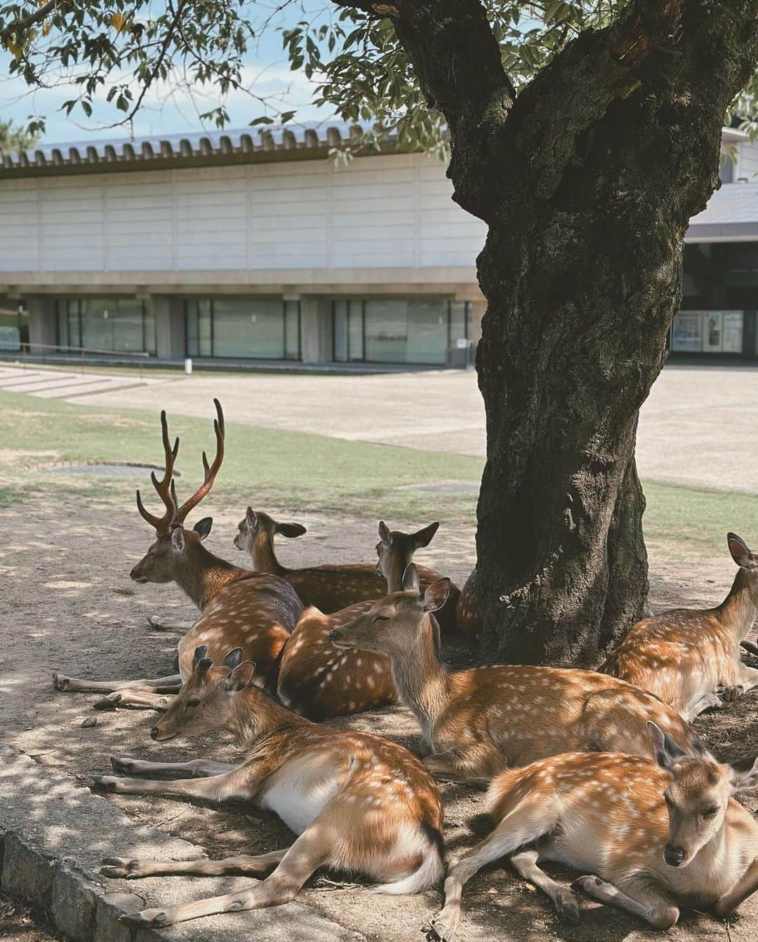 suzuka noseさんのインスタグラム写真 - (suzuka noseInstagram)「. 先日のふらっと奈良旅🦌 @jwmarriottnara   だーりんはお仕事で現地合流だったので ひなさんとお部屋でご飯を食べて、ホテルステイ満喫。 いろんな場所で楽しく遊べるようになったから そろそろ二人旅でもしてみようかな✈💭  ひなさん就寝後の母おひとりさまタイムには半身浴を。 （旅の醍醐味になりつつあるので寝落ちしないよう必死。 旅先でこそ念入りなヘアケアがしたくて 最近のお供は @curlyshyll_official 🛁🫧  手触りとまとまり。 甘めの香りも贅沢感増し増し◎  翌日の奈良観光は猛暑だったけど リラックスタイムのおかげで、母ご機嫌で鹿せんべい買いました😗👌🏽  #ホテルステイ #jwマリオットホテル奈良  #curlyshyll #カーリーシール #奈良観光 #シャンプー」7月31日 21時49分 - suzukatochimoto