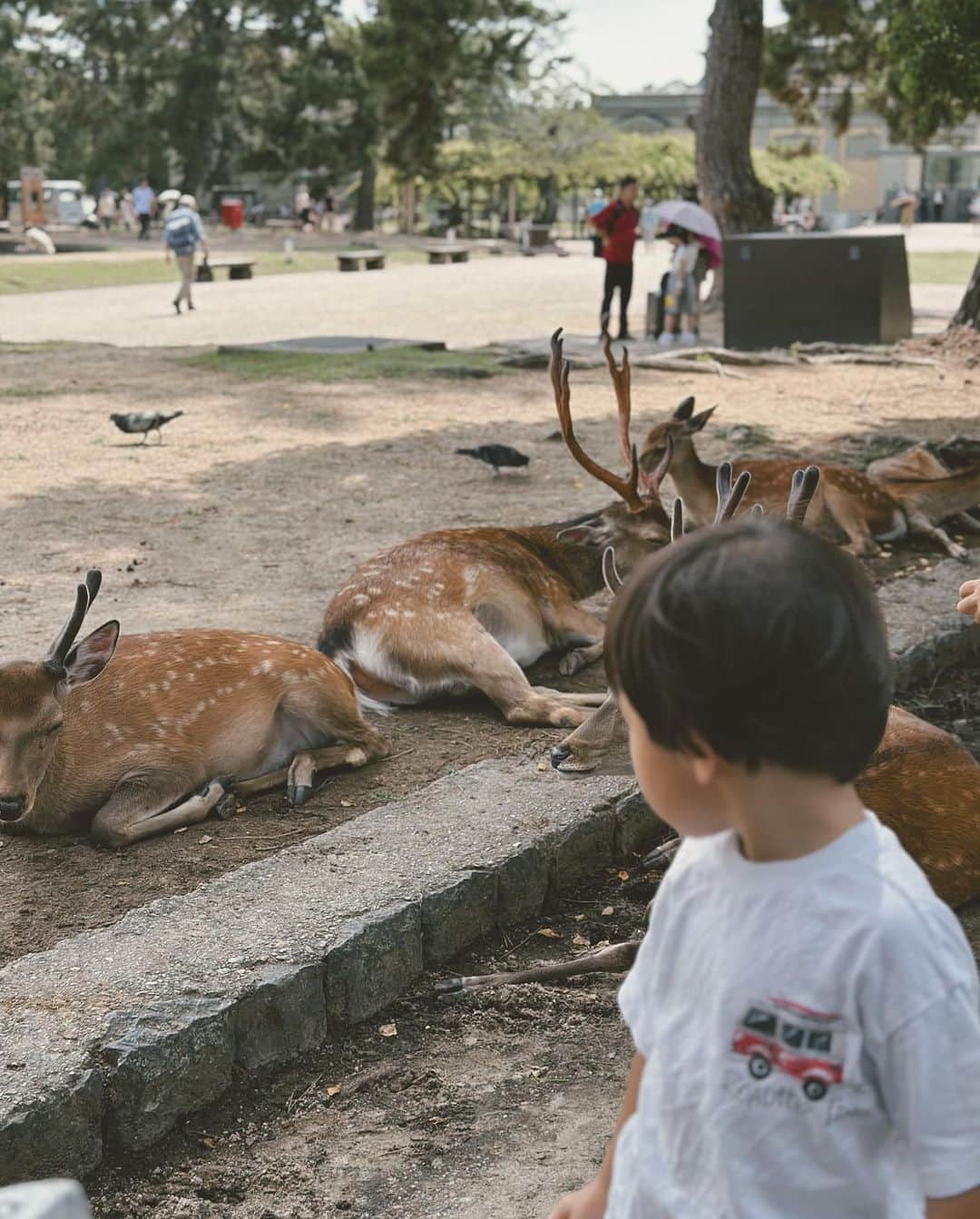 suzuka noseさんのインスタグラム写真 - (suzuka noseInstagram)「. 先日のふらっと奈良旅🦌 @jwmarriottnara   だーりんはお仕事で現地合流だったので ひなさんとお部屋でご飯を食べて、ホテルステイ満喫。 いろんな場所で楽しく遊べるようになったから そろそろ二人旅でもしてみようかな✈💭  ひなさん就寝後の母おひとりさまタイムには半身浴を。 （旅の醍醐味になりつつあるので寝落ちしないよう必死。 旅先でこそ念入りなヘアケアがしたくて 最近のお供は @curlyshyll_official 🛁🫧  手触りとまとまり。 甘めの香りも贅沢感増し増し◎  翌日の奈良観光は猛暑だったけど リラックスタイムのおかげで、母ご機嫌で鹿せんべい買いました😗👌🏽  #ホテルステイ #jwマリオットホテル奈良  #curlyshyll #カーリーシール #奈良観光 #シャンプー」7月31日 21時49分 - suzukatochimoto