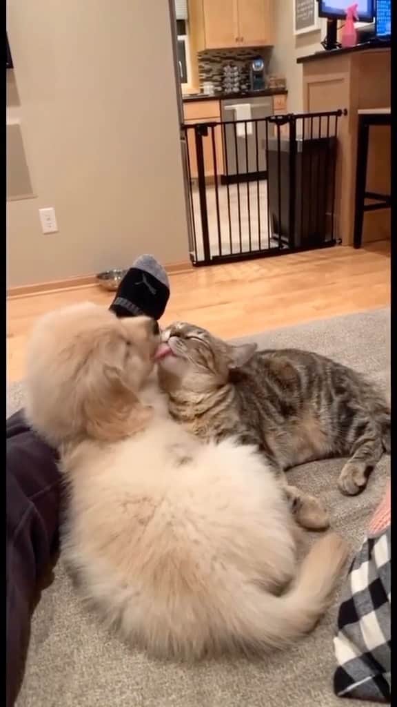 Cute Pets Dogs Catsのインスタグラム：「Beautiful friendship 🥰  If you like it pls support with ❤️  Credit: beautiful nashypaws (tt) Check them out ☺️  ** For all crediting issues and removals pls 𝐄𝐦𝐚𝐢𝐥 𝐮𝐬 or dm☺️  𝐍𝐨𝐭𝐞: we don’t own this video/pics, all rights go to their respective owners. If owner is not provided, tagged (meaning we couldn’t find who is the owner), 𝐩𝐥𝐬 𝐄𝐦𝐚𝐢𝐥 𝐮𝐬 with 𝐬𝐮𝐛𝐣𝐞𝐜𝐭 “𝐂𝐫𝐞𝐝𝐢𝐭 𝐈𝐬𝐬𝐮𝐞𝐬” and 𝐨𝐰𝐧𝐞𝐫 𝐰𝐢𝐥𝐥 𝐛𝐞 𝐭𝐚𝐠𝐠𝐞𝐝 𝐬𝐡𝐨𝐫𝐭𝐥𝐲 𝐚𝐟𝐭𝐞𝐫. DMs are alright as well.  We have been building this community for over 7 years, but 𝐞𝐯𝐞𝐫𝐲 𝐫𝐞𝐩𝐨𝐫𝐭 𝐜𝐨𝐮𝐥𝐝 𝐠𝐞𝐭 𝐨𝐮𝐫 𝐩𝐚𝐠𝐞 𝐝𝐞𝐥𝐞𝐭𝐞𝐝, pls email us first. **    #catsofinstagram #catlover #catlovers #gato #catsagram #caturday #cats_of_world #catsofworld #catselfie #catsdaily #catnip #catslove #catsuit #catsworld #catsforlife #catslifestyle #catsplaying #catssleeping #catsworldwide #catvibes #catsinstagram #catrules #catvideooftheday #catphotoshoot #caturdaynight #catventures #catvids」