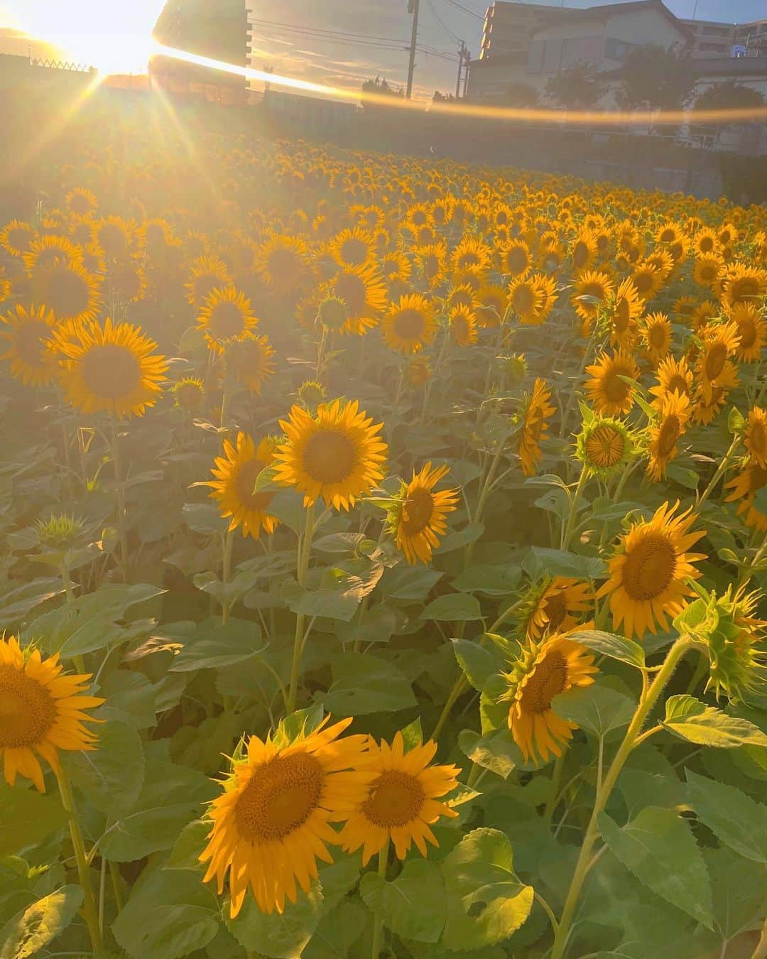 斉藤夏海さんのインスタグラム写真 - (斉藤夏海Instagram)「今年初ひまわり畑🌻かわいかった🥺 1番好きなお花🌻🌻🌻 身体にも刻み込まれてるお花🌻🖋」7月31日 22時03分 - _natsuumikun_