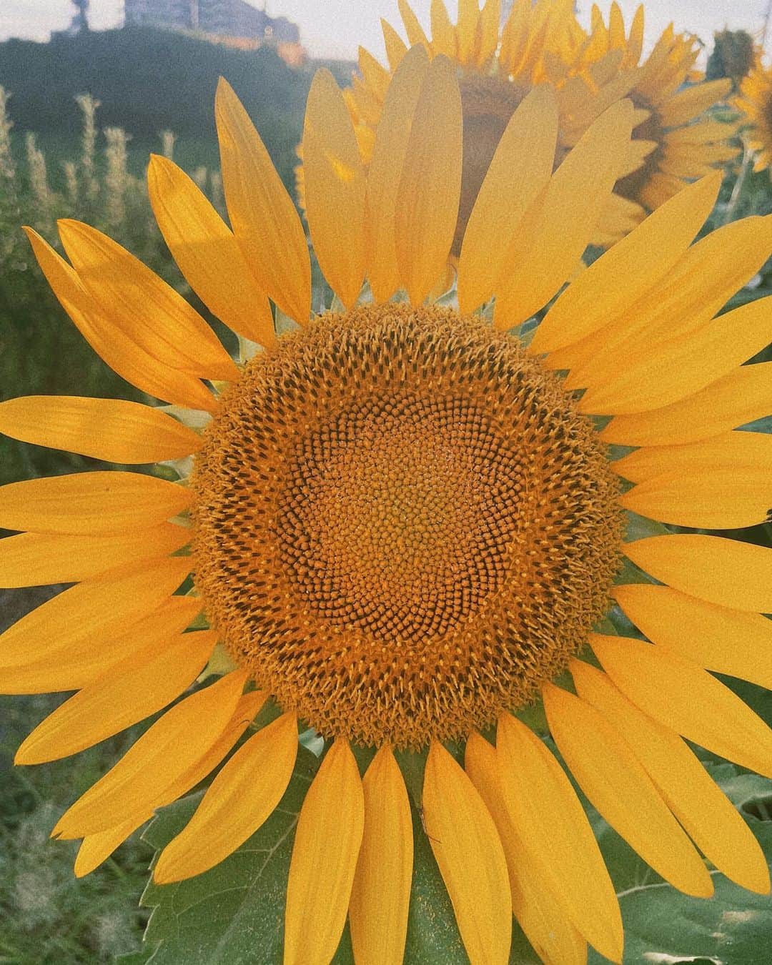 斉藤夏海のインスタグラム：「今年初ひまわり畑🌻かわいかった🥺 1番好きなお花🌻🌻🌻 身体にも刻み込まれてるお花🌻🖋」