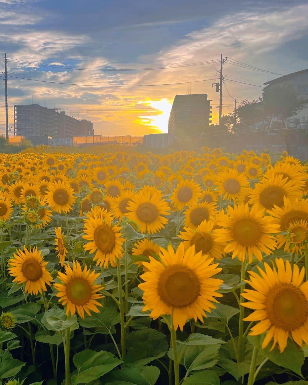 斉藤夏海さんのインスタグラム写真 - (斉藤夏海Instagram)「ありがとうひまわり🌻🌻🌻🌻🌻」7月31日 22時07分 - _natsuumikun_