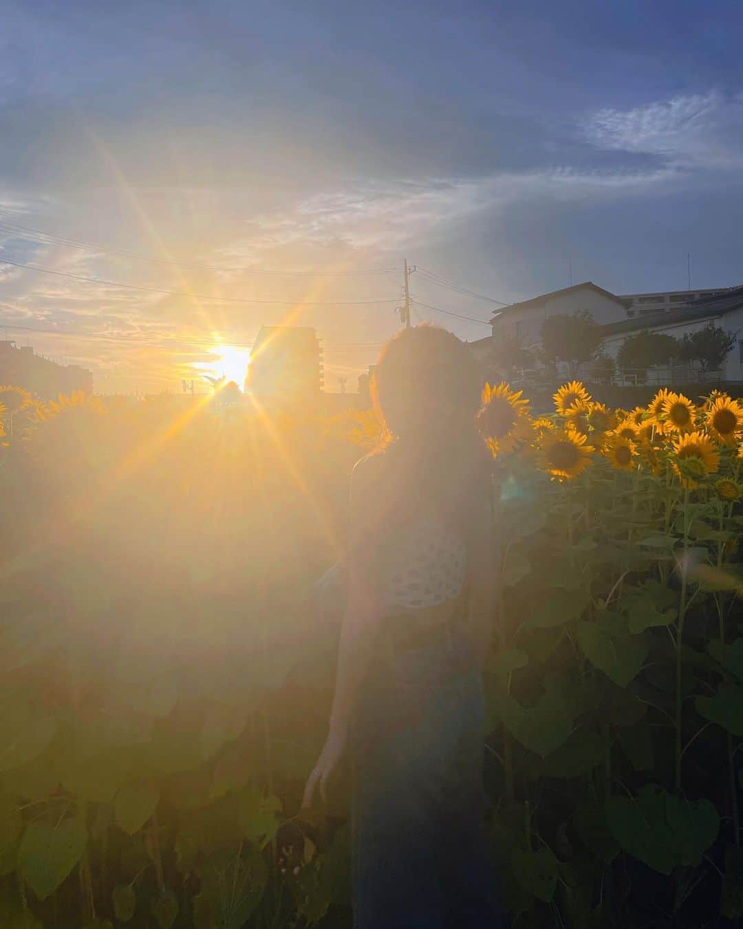 斉藤夏海のインスタグラム：「ありがとうひまわり🌻🌻🌻🌻🌻」