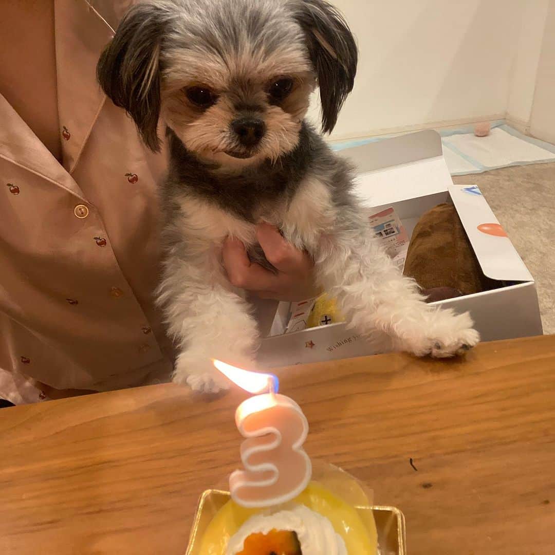 半田あかりのインスタグラム：「ひじき🐶３才の誕生日でした🎉  やっとトイレを覚え始めた３才🐣  大好きなケーキが食べれて ご機嫌なひじき姫です👸🎀  今年のプレゼントは ピカピカ光る首輪🌟  パリピ犬に近づきました！👏  素敵な一年にしようね😊  #ひじき　#MIX犬　#チワプー　#３才　#誕生日　#犬用ケーキ」