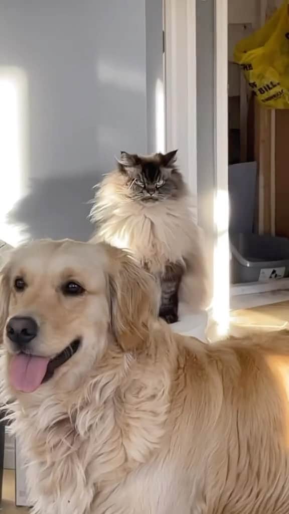 Cute Pets Dogs Catsのインスタグラム：「It’s grumpy cat jr  Credit: beautiful @merlinragdoll and merlinragdoll (tt) ** For all crediting issues and removals pls 𝐄𝐦𝐚𝐢𝐥 𝐮𝐬 ☺️  𝐍𝐨𝐭𝐞: we don’t own this video/pics, all rights go to their respective owners. If owner is not provided, tagged (meaning we couldn’t find who is the owner), 𝐩𝐥𝐬 𝐄𝐦𝐚𝐢𝐥 𝐮𝐬 with 𝐬𝐮𝐛𝐣𝐞𝐜𝐭 “𝐂𝐫𝐞𝐝𝐢𝐭 𝐈𝐬𝐬𝐮𝐞𝐬” and 𝐨𝐰𝐧𝐞𝐫 𝐰𝐢𝐥𝐥 𝐛𝐞 𝐭𝐚𝐠𝐠𝐞𝐝 𝐬𝐡𝐨𝐫𝐭𝐥𝐲 𝐚𝐟𝐭𝐞𝐫.  We have been building this community for over 6 years, but 𝐞𝐯𝐞𝐫𝐲 𝐫𝐞𝐩𝐨𝐫𝐭 𝐜𝐨𝐮𝐥𝐝 𝐠𝐞𝐭 𝐨𝐮𝐫 𝐩𝐚𝐠𝐞 𝐝𝐞𝐥𝐞𝐭𝐞𝐝, pls email us first. **  #sleepingkitty #instakitties #kittycuddles  #catladylife #catsareawesome」