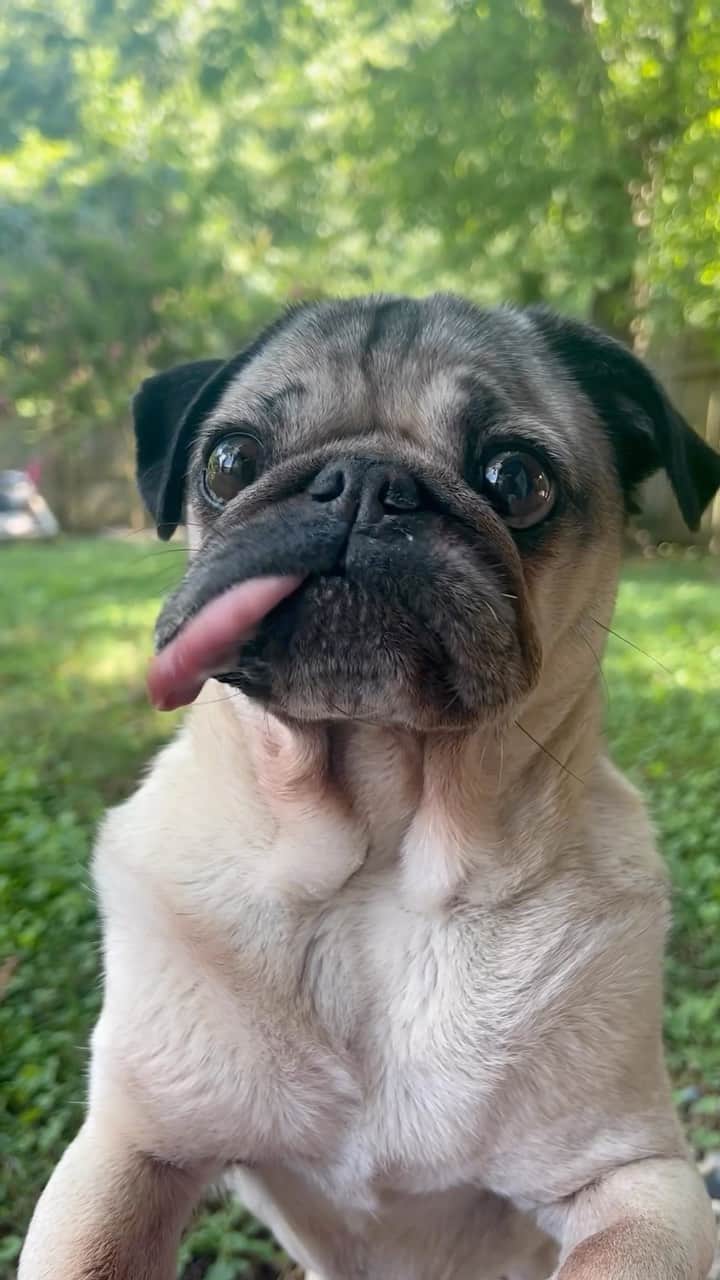 itsdougthepugのインスタグラム：「“I never learned how to chew with my mouth closed” -Doug  Enjoy this #asmr of Doug eating one of his favorite snacks, carrots! 🥕  #pugsofinstagram #dougthepug #dogsofinstagram #cute #weeklyfluff」