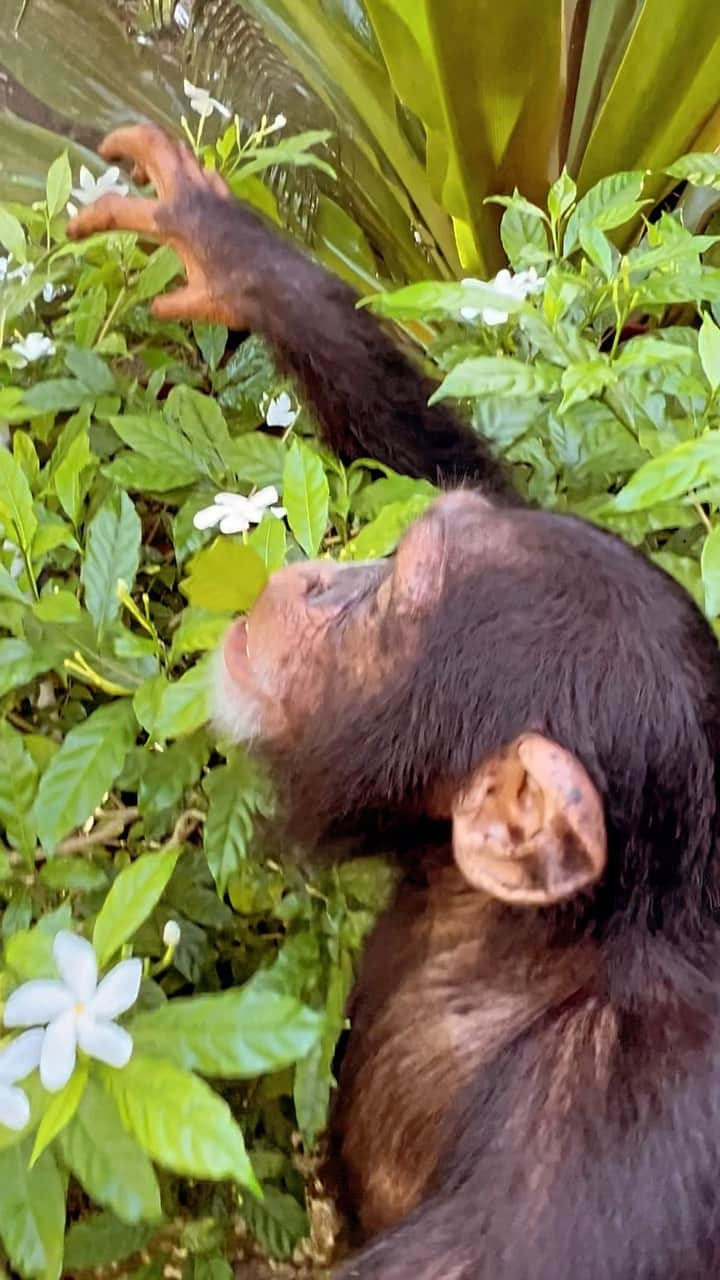 Zoological Wildlife Foundationのインスタグラム：「Whats on the agenda this Monday morning Chimpy? Let’s run, play a little ⛳️, spend some time smelling the flowers @wildlifegardenszwf, cool down session 💦 and hugs to round it all out - just another day in paradise @zwfmiami.   Please check our @gofundme via my @linktr.ee and also via stories which I’ll be posting. I know we are all going through it some more then others but every donation big or small helps.  #makingdreamsreality #gofundme #fundraiser #donationswelcome #notapet #mondaymorning」