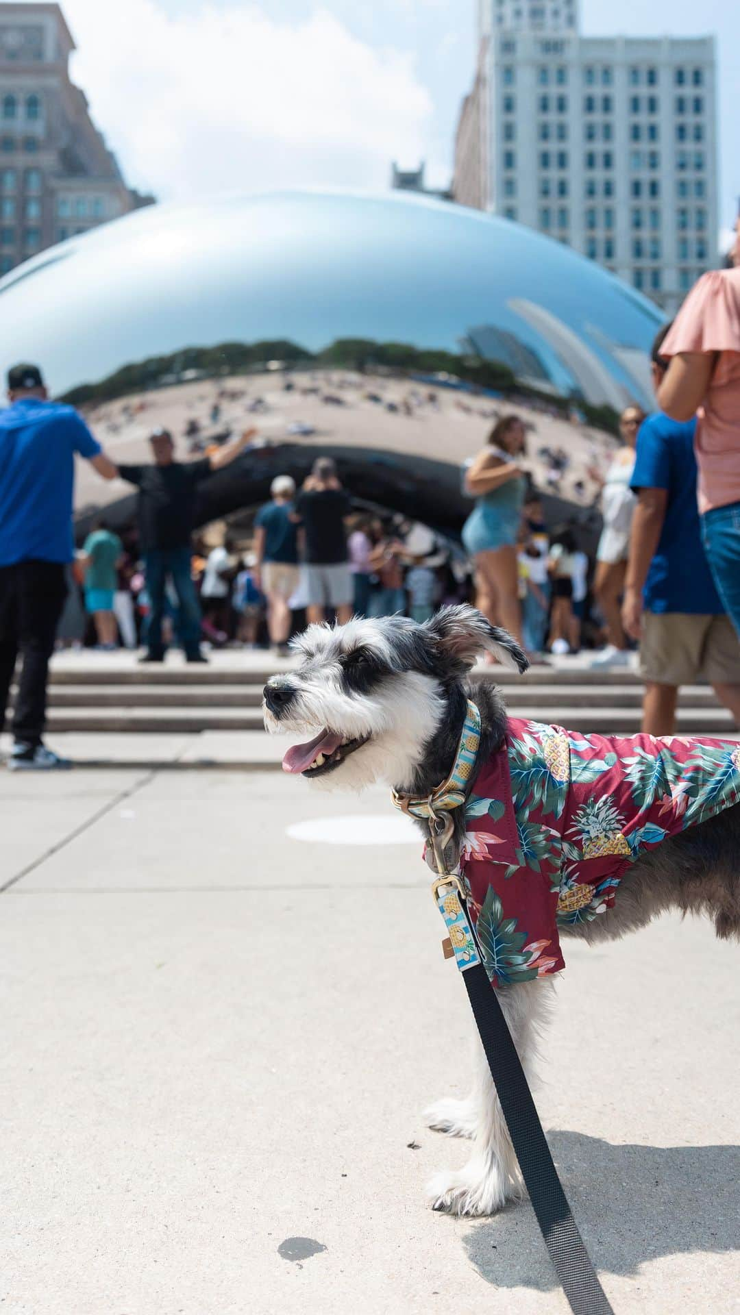 Remix the Dogのインスタグラム：「It’s a hot dog summer in Chicago. We had a blast at this year’s PetCon! Thanks to @home2suites by Hilton for the Chicago hospitality. If you’re looking for a 100% Pet-Friendly hotel, we definitely recommend checking them out! #Home2SuitesPartner   #dogsofinstagram #dogfriendly」