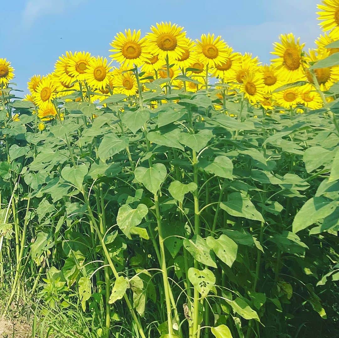 木村那津美のインスタグラム：「🌻 山口県の夏 ホーム画面で見てください😊」