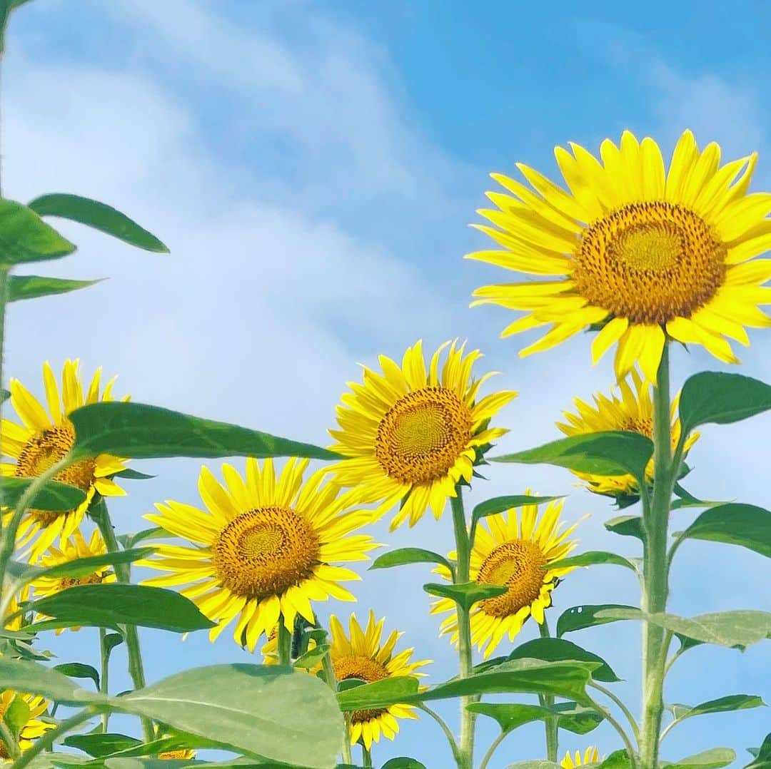 木村那津美のインスタグラム：「🌻 山口県の夏  きょうから8月！ 連日うだるような暑さが続いています。  外でのロケはキツイな…しんどいな…と  思うこともあるけれど、 こーんな素敵な風景にも出会えます😍🫶  カメラマンや音声さんのほうが 大荷物。こんなとこでへばってちゃダメだよね！  でも暑いのは暑いから、 休憩くださいは遠慮なく言います😊🍀  皆様もくれぐれも無理はなさらず😣💦」