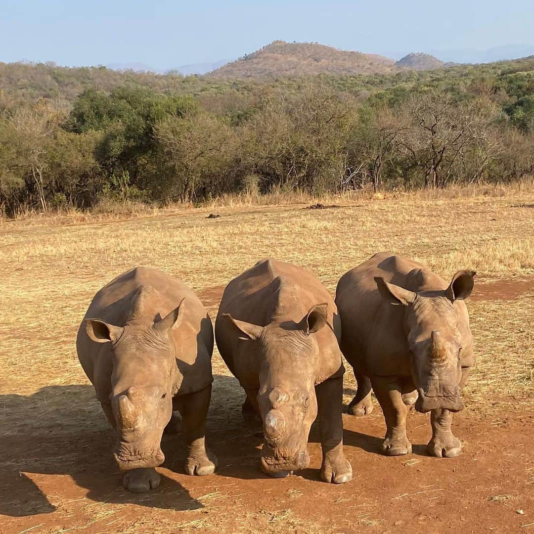 ブリアナ・エヴィガンのインスタグラム：「On World Ranger Day we would like to show our appreciation and support for all the dedicated rangers who protect our wildlife and natural environment.  These rangers play a crucial role in safeguarding our national parks, wildlife reserves, and other protected areas from illegal activities such as poaching, logging, and illegal wildlife trade just to name a few.  Their efforts are critical for the preservation of biodiversity, the health of ecosystems, and the well-being of communities.  #wildlifeconservation #worldrangerday #africa #communityfirst #rangerday #sustainability」